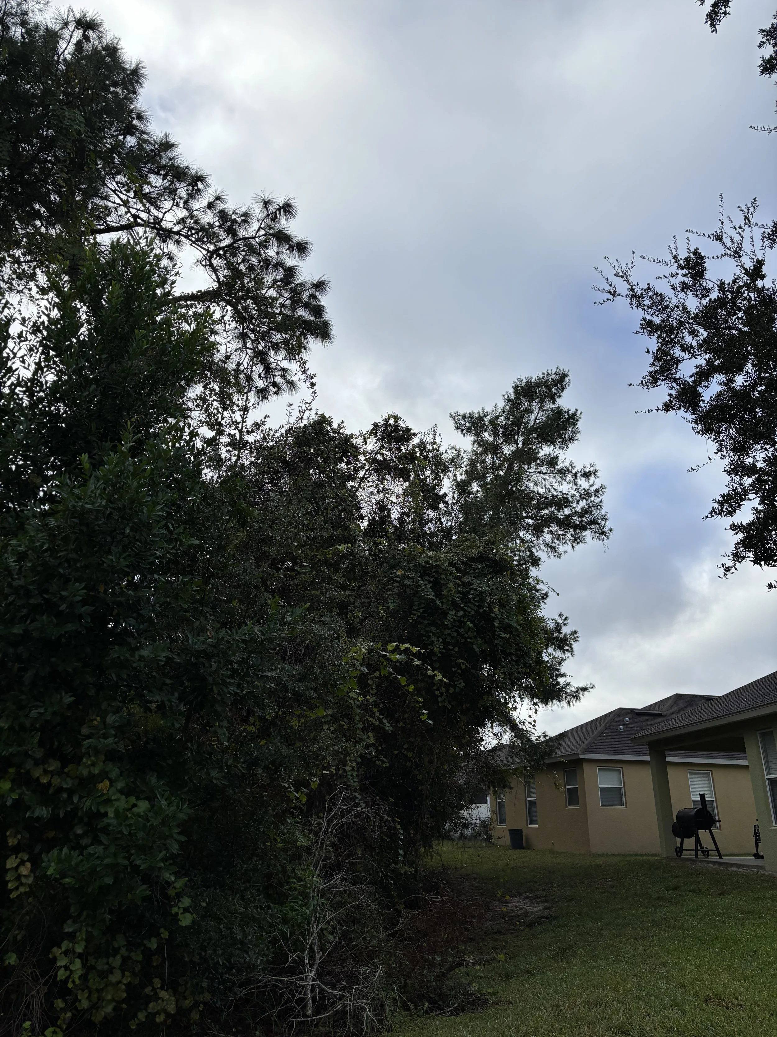 A suburban backyard with a large tree and bushes on the left, a house with windows and a grill on the right, under a cloudy sky.