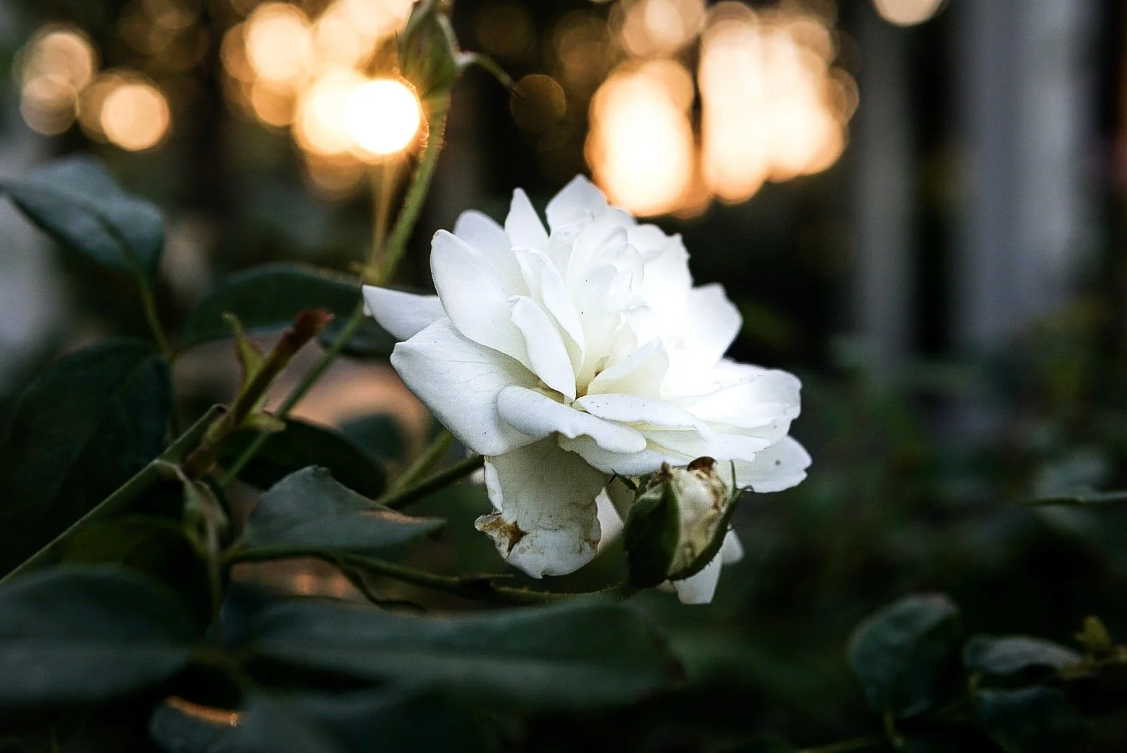 project rosebud 2.JPG