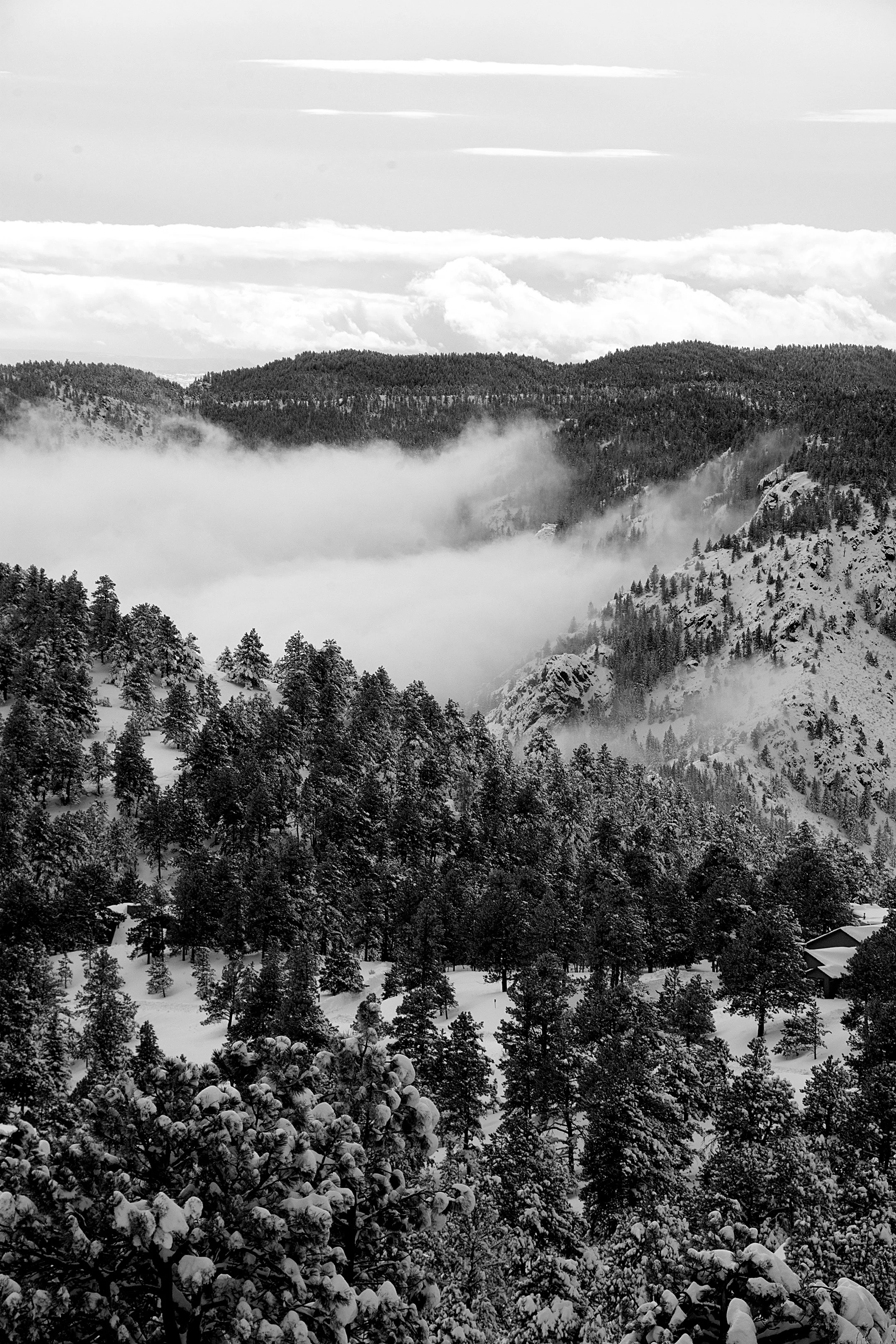 Snow-covered pine trees on a mountain slope, with a misty valley and cloud-covered sky in the background.