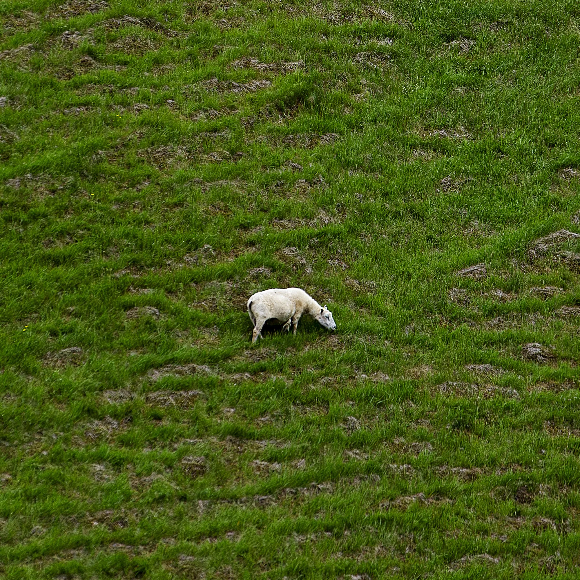 A white dog with black markings on a green grassy field, sniffing the ground.