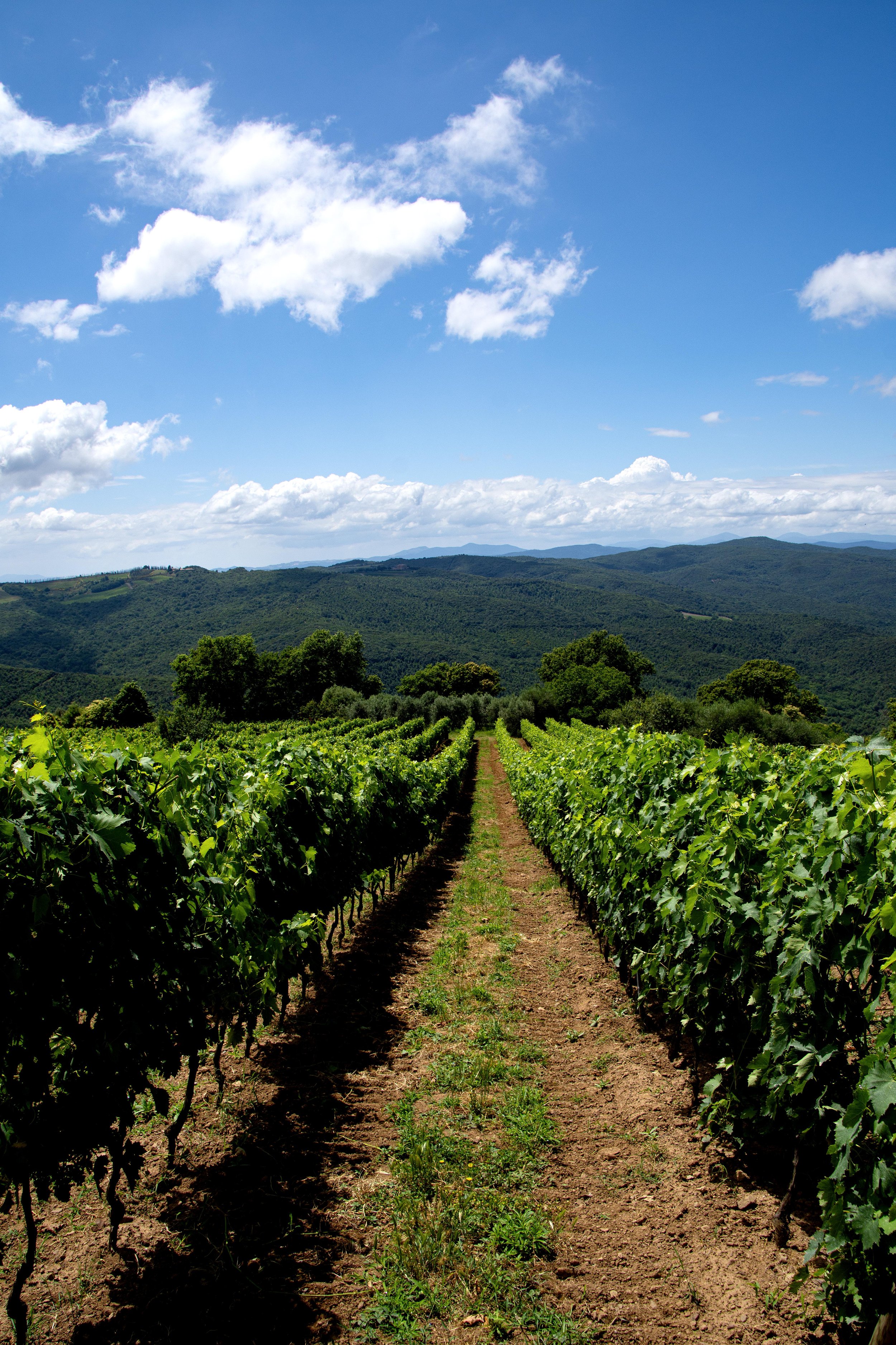 A vineyard with rows of grapevines stretching into the distance, mountains in the background, and a bright blue sky with scattered clouds.
