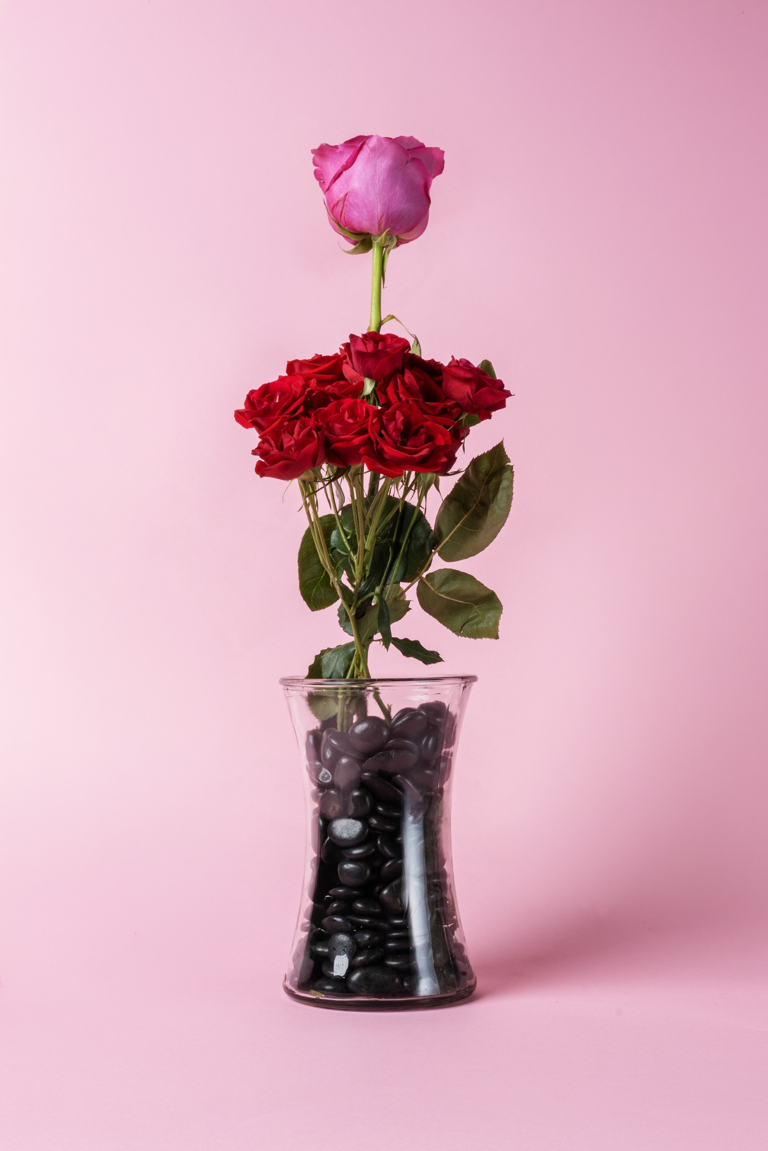 Pink background with a clear glass vase filled with black pebbles, holding a bouquet of a pink rose on top and red roses below.