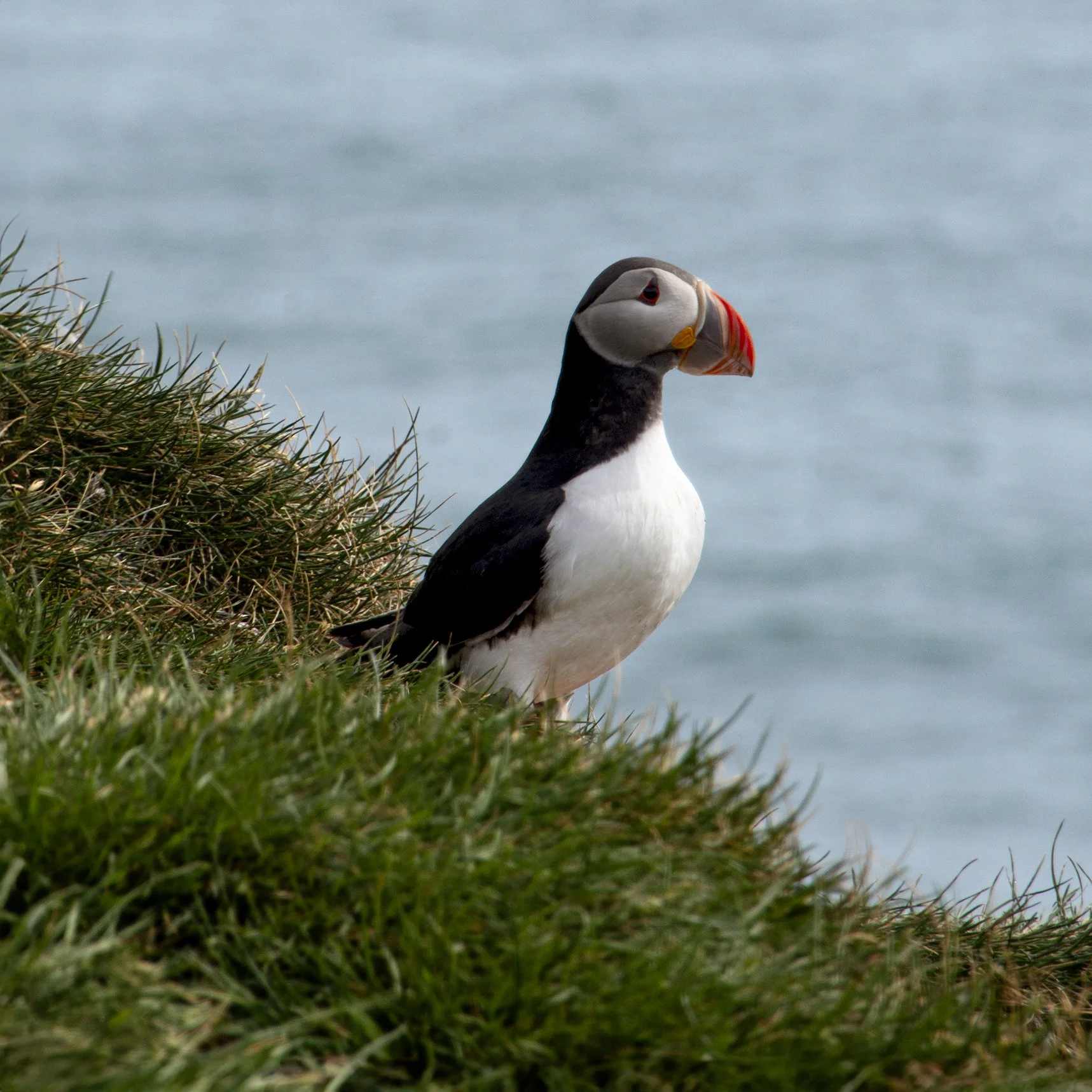 A puffin standing on grassy terrain near water.