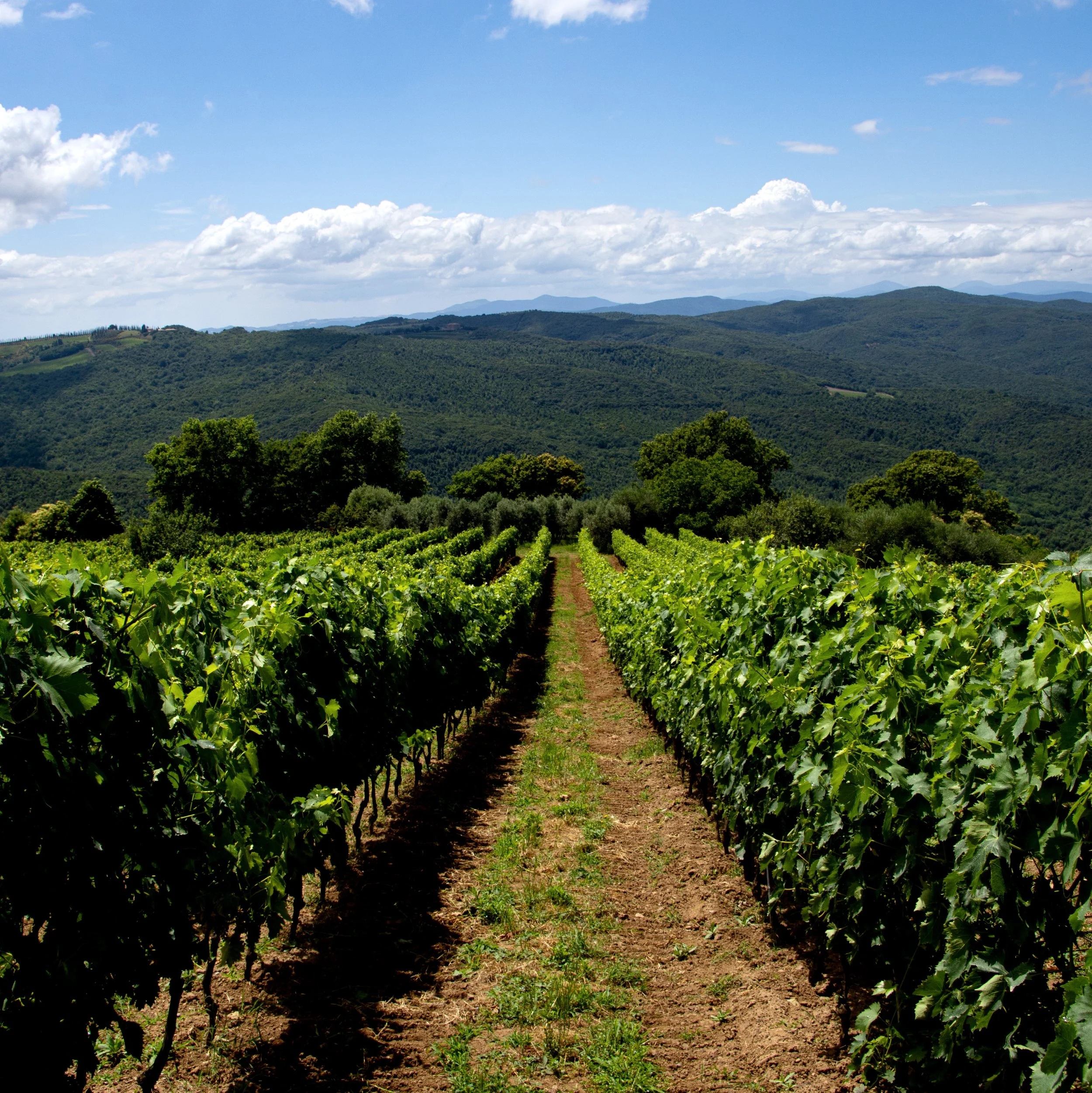 Vineyard1 copy.jpg
