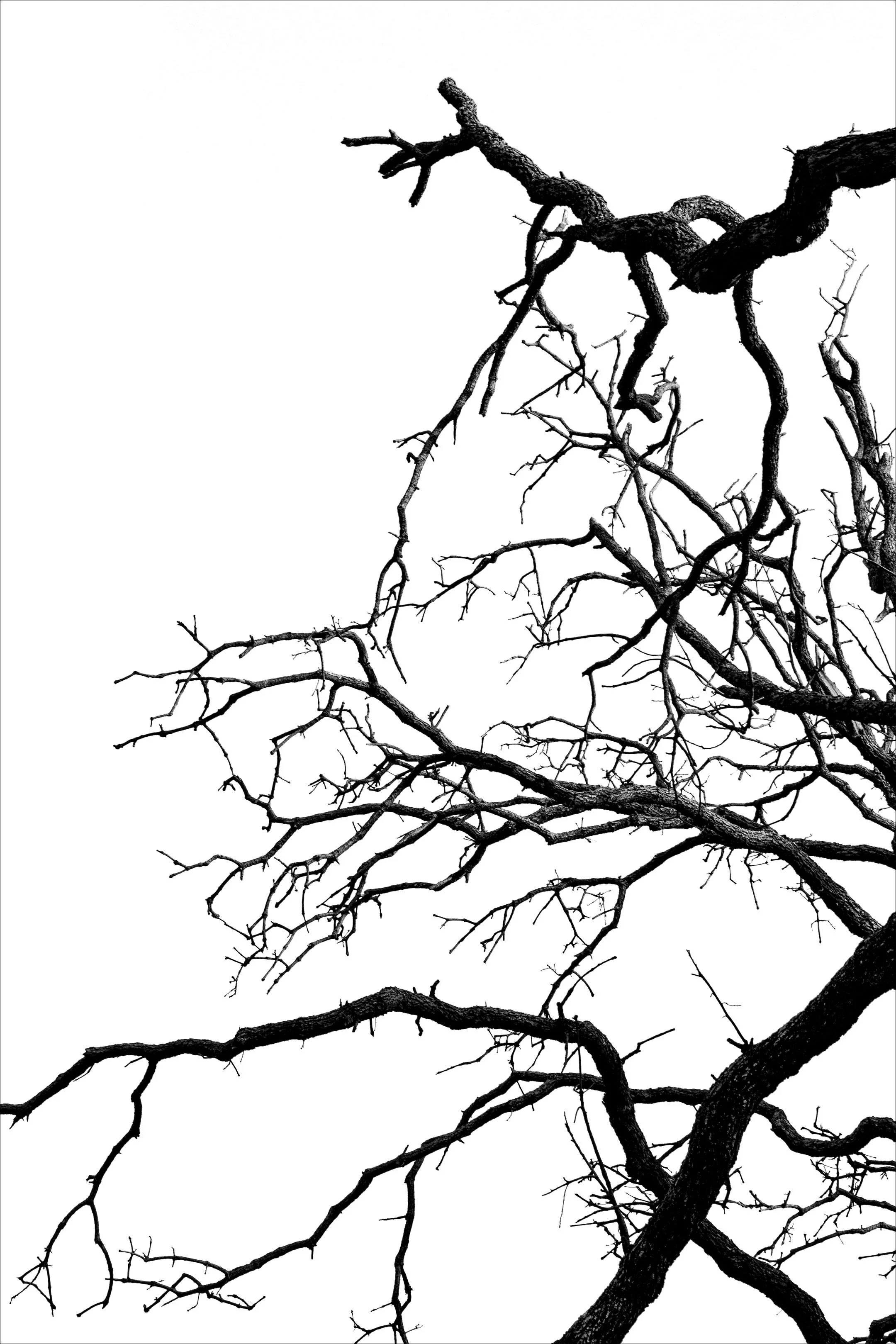 Branches copy.jpg