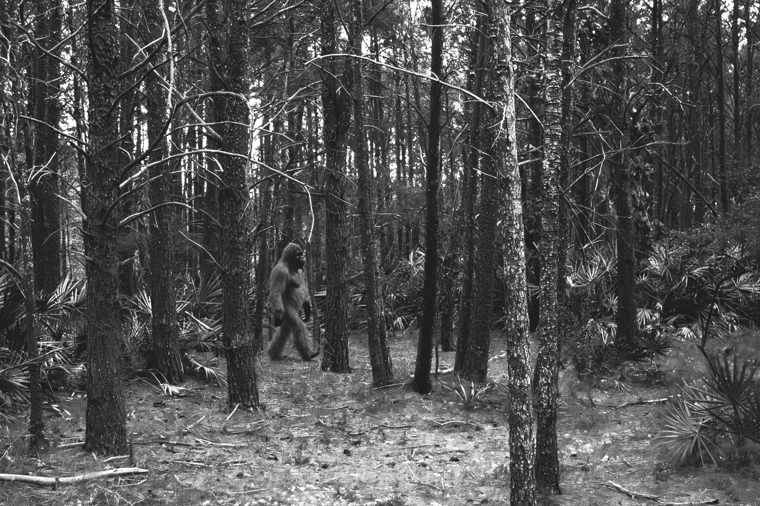 bigfoot copy.jpg