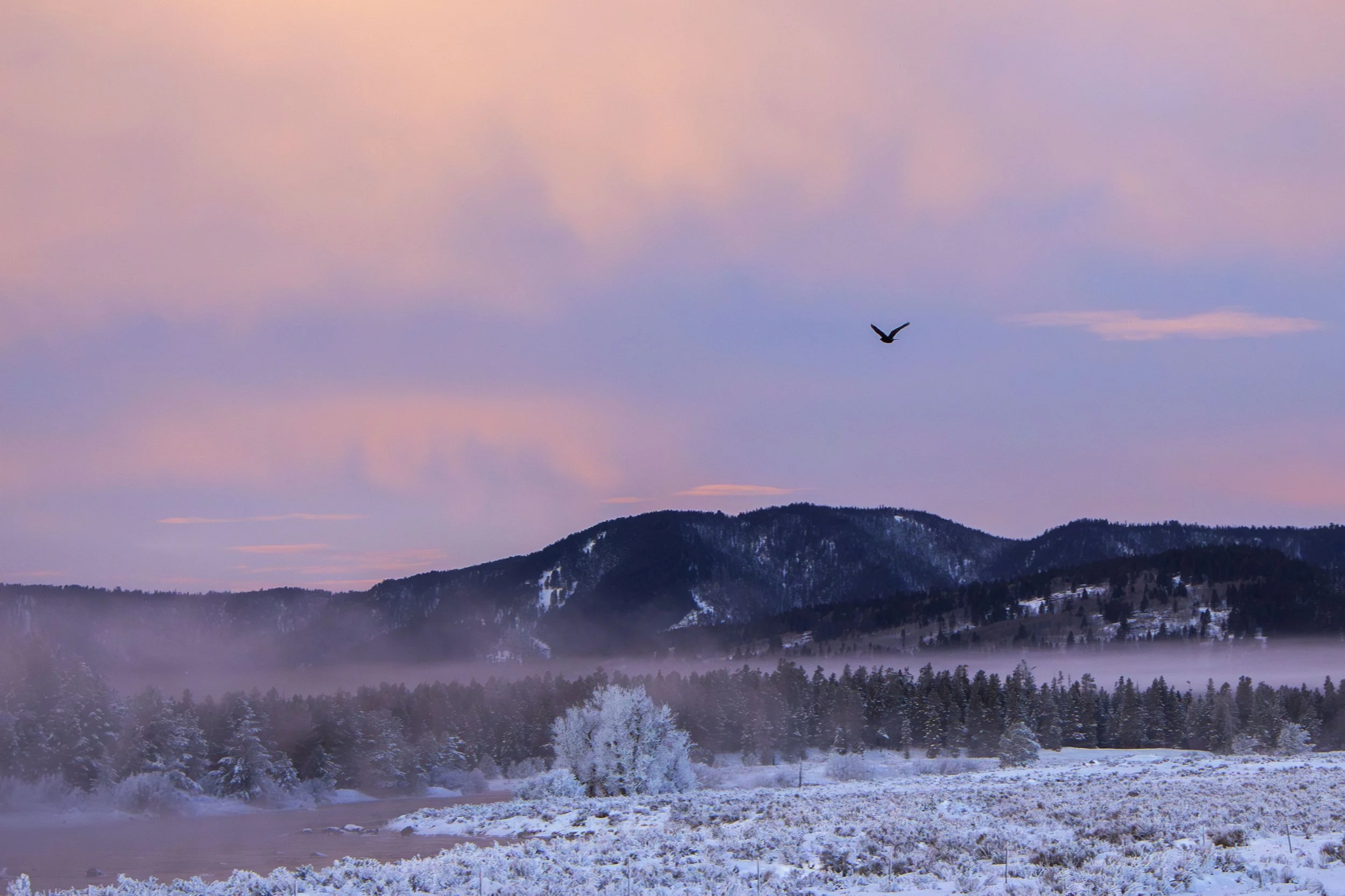 Birdsunrise copy.jpg