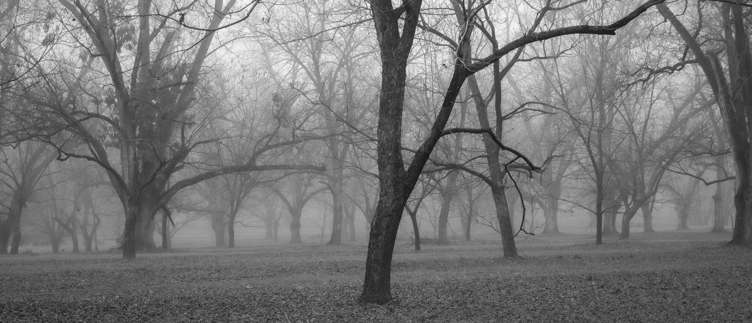 foggytrees copy 2.jpg