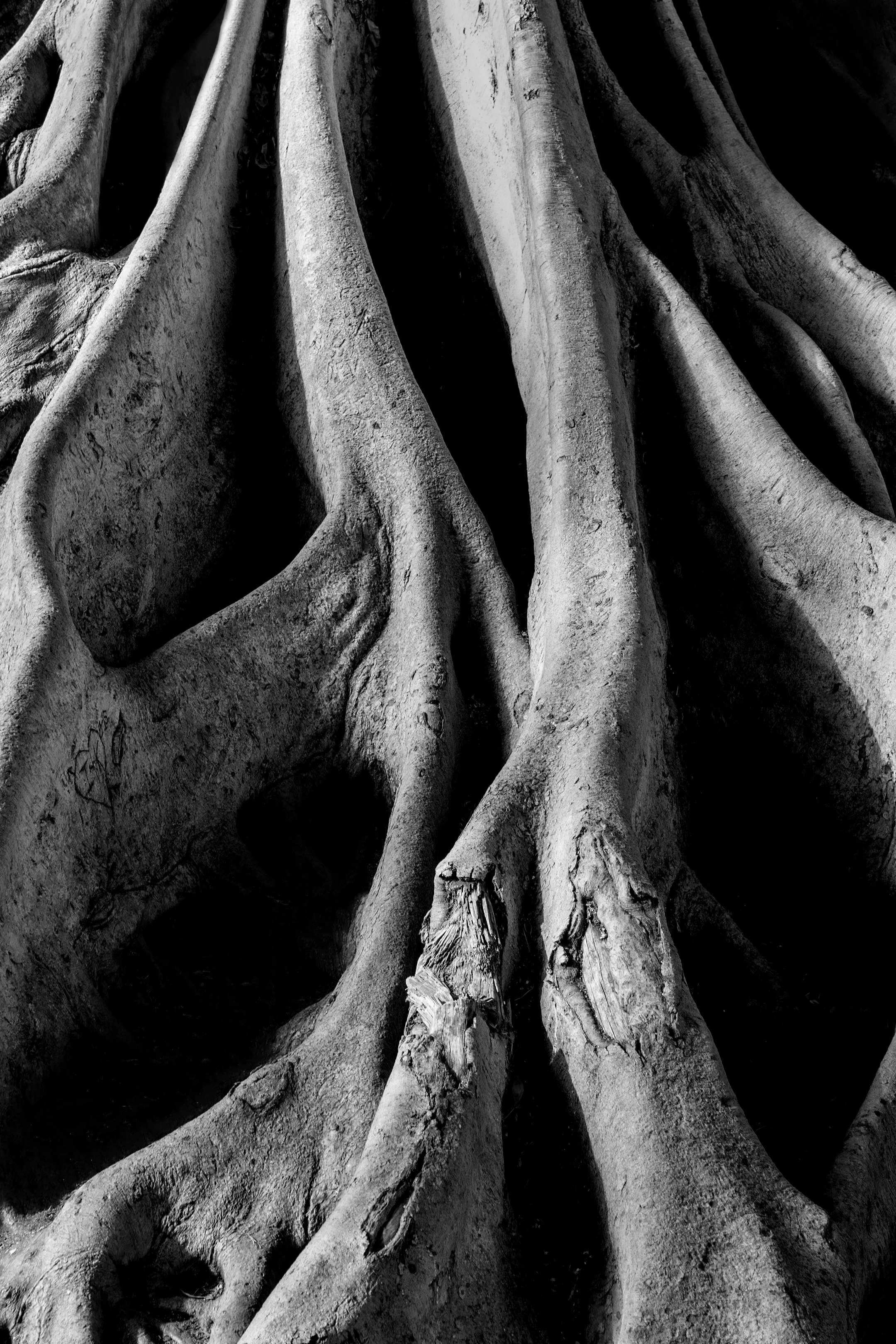 TreeRoots copy 2.jpg