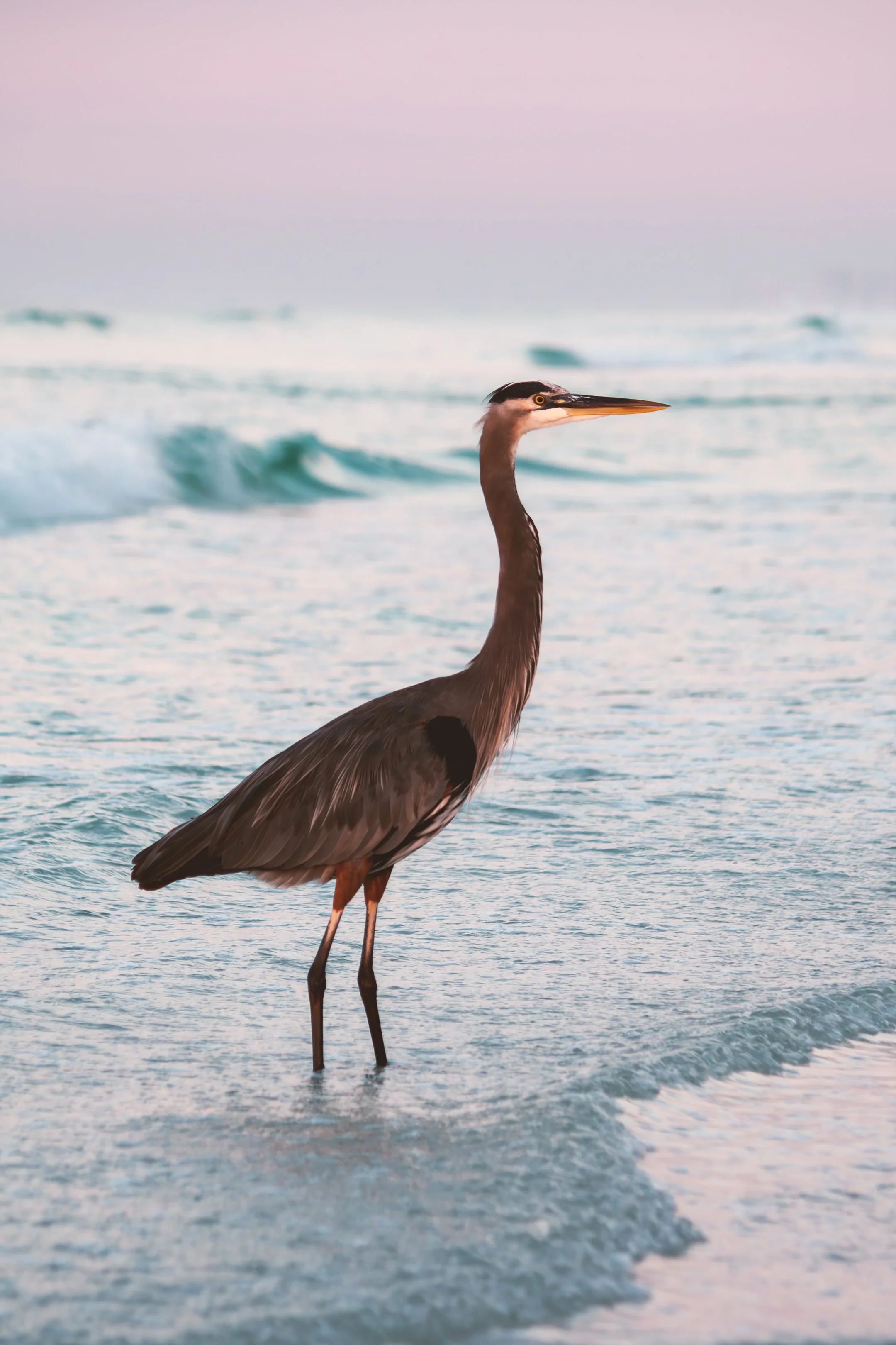 CraneBird copy.jpg