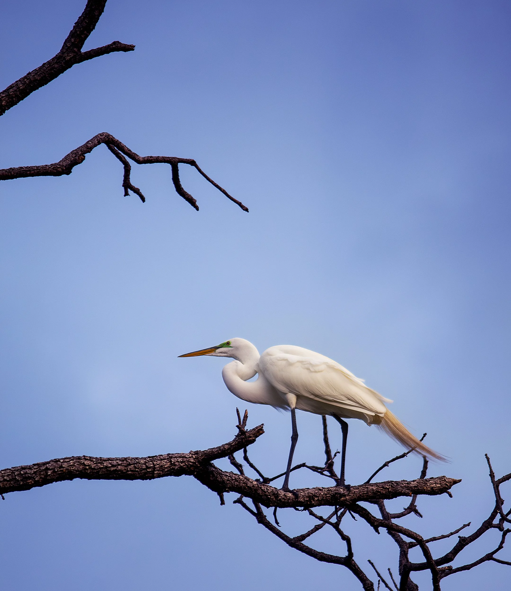 Bird copy.jpg