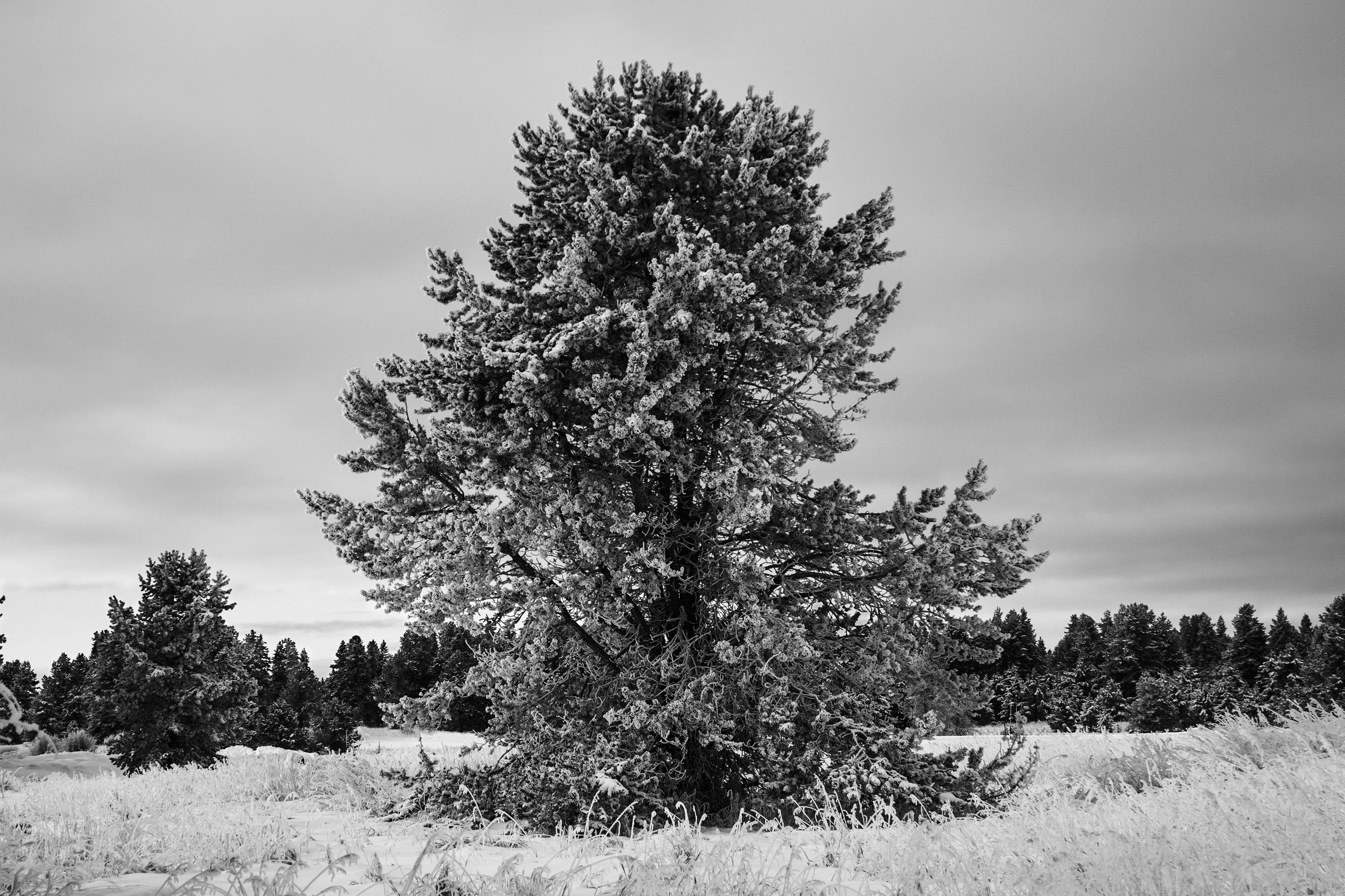 Treewithroad copy.jpg