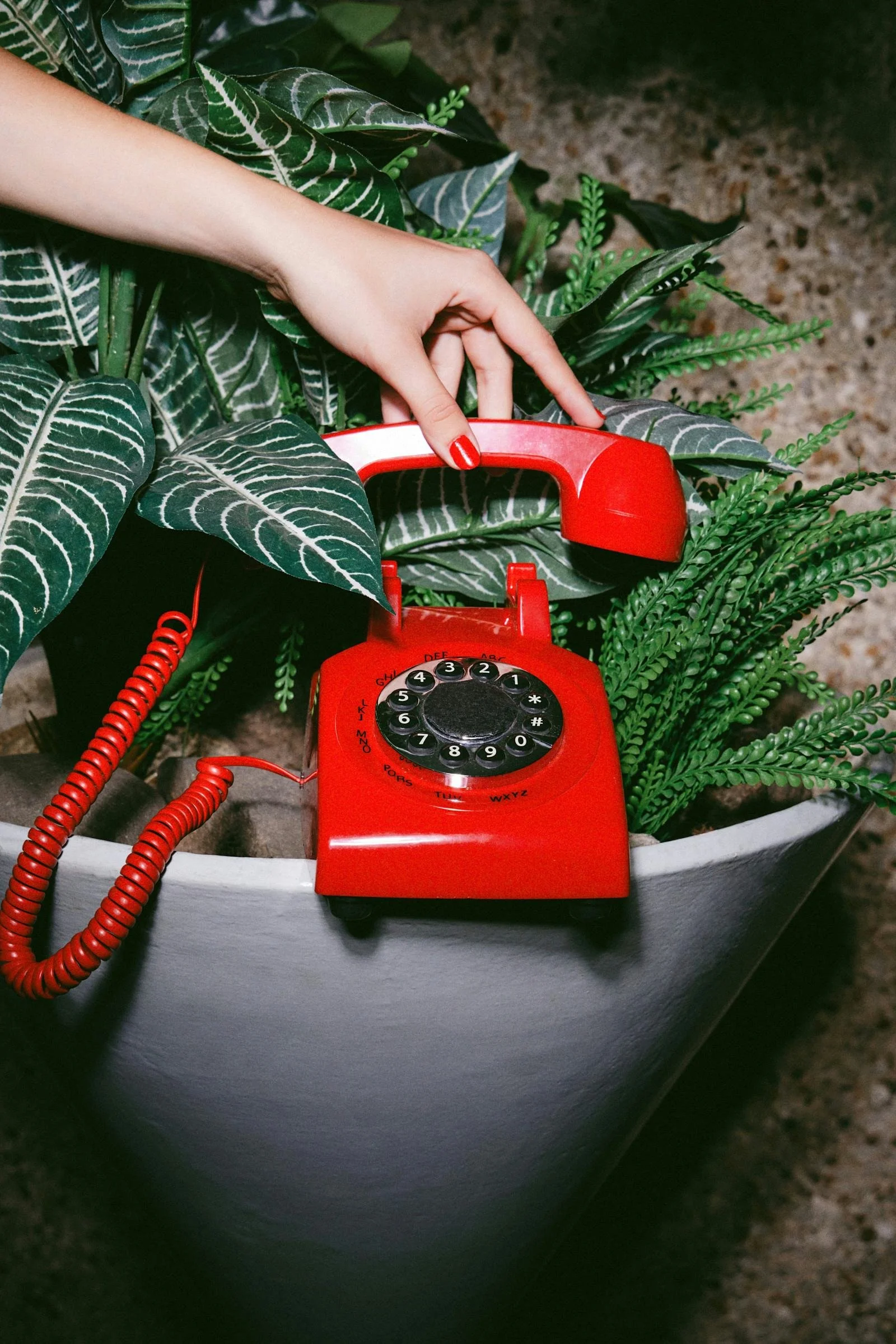 A person's hand with red painted nails is holding a red rotary phone, which is resting on a large potted plant with green, white-veined and fern-like leaves.