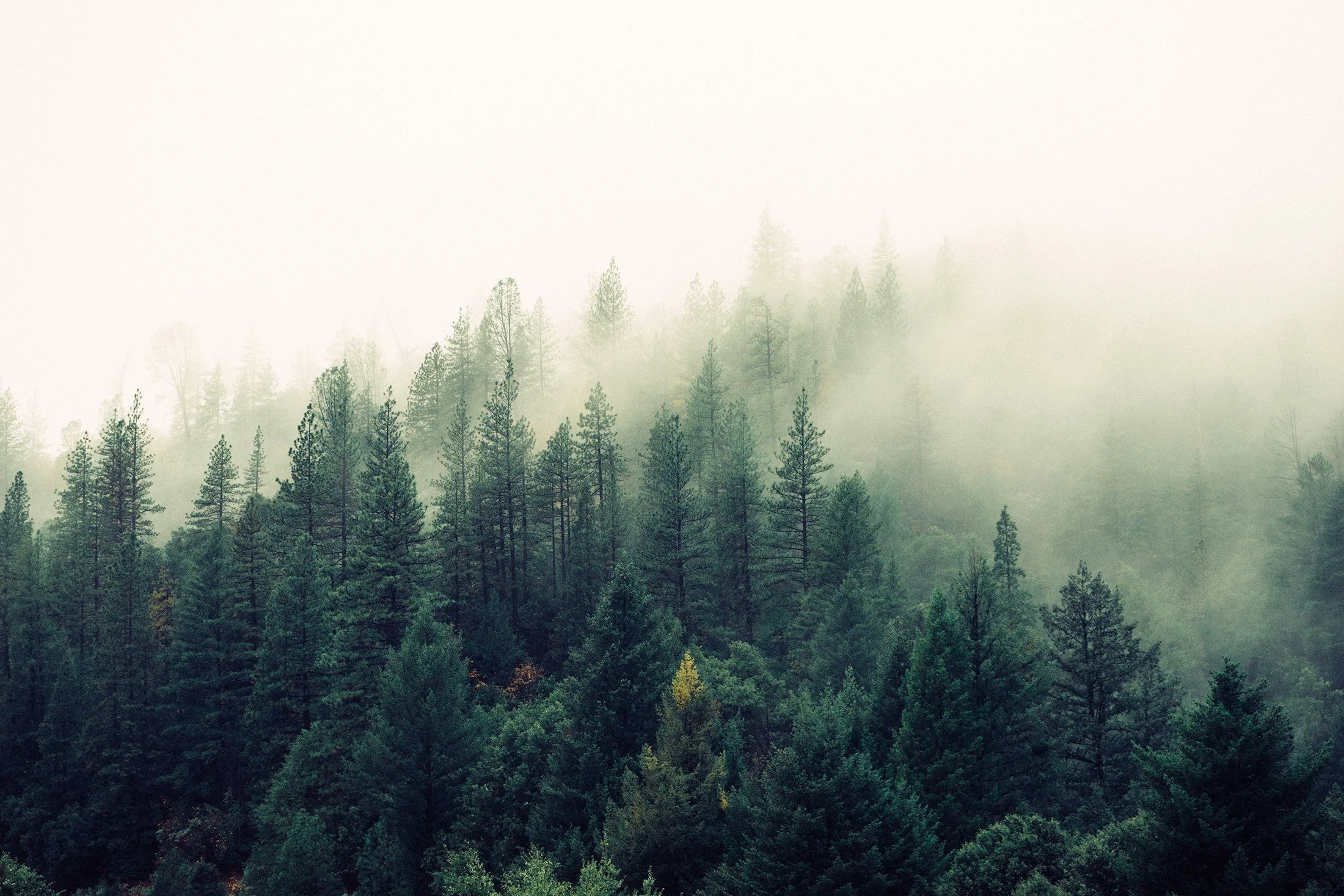 A forest of green pine trees with a mist above