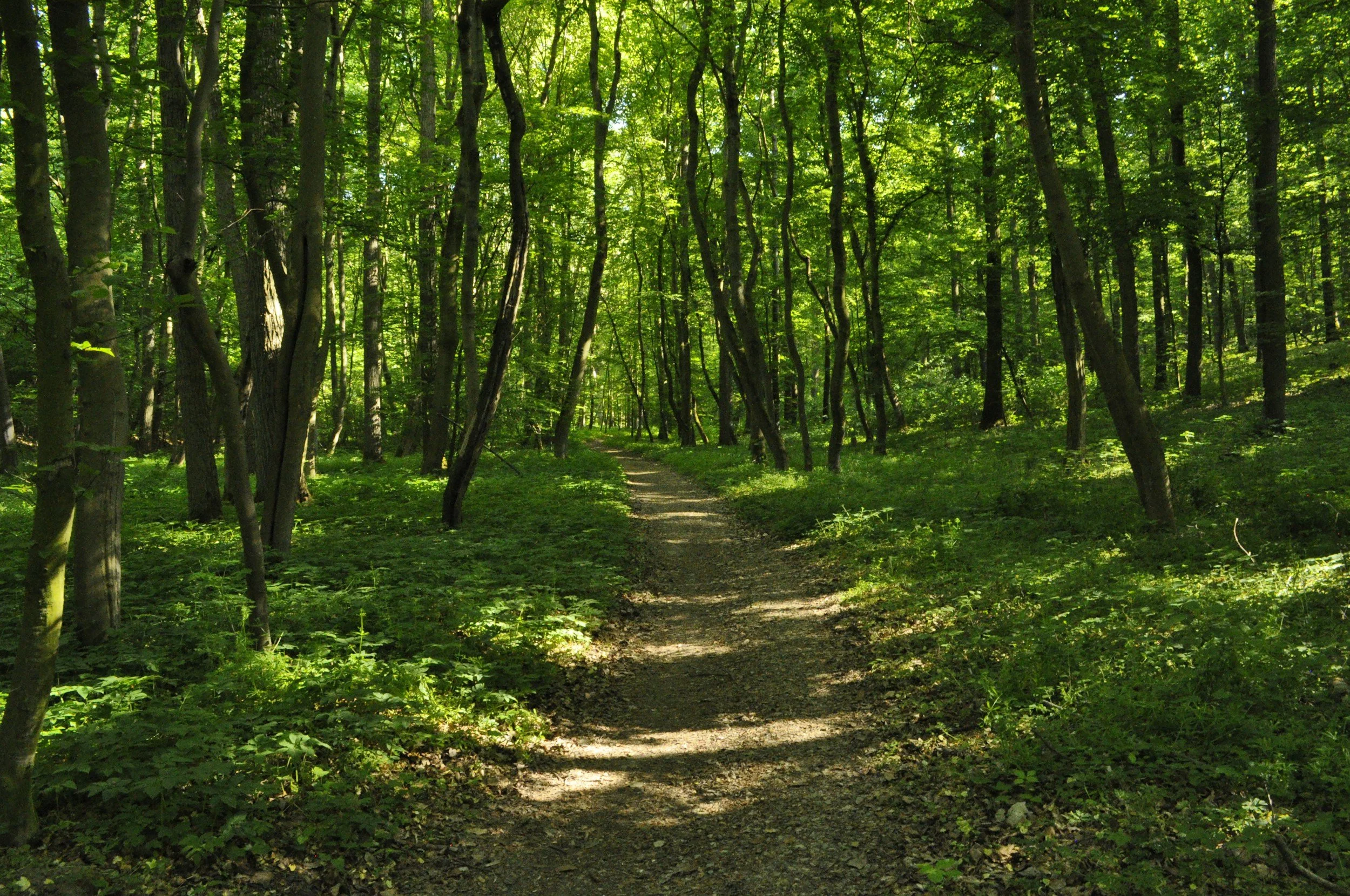 A forest trail surrounded by green trees with sunlight filtering through the foliage.