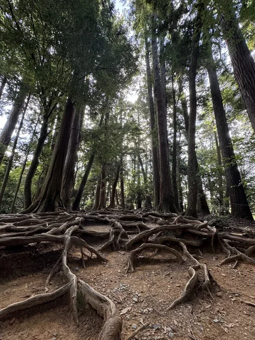 A forest scene with tall trees and exposed root systems on the forest floor.