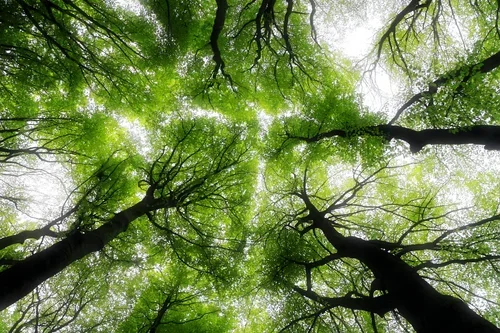 Looking up at tall trees with green leaves in a forest.