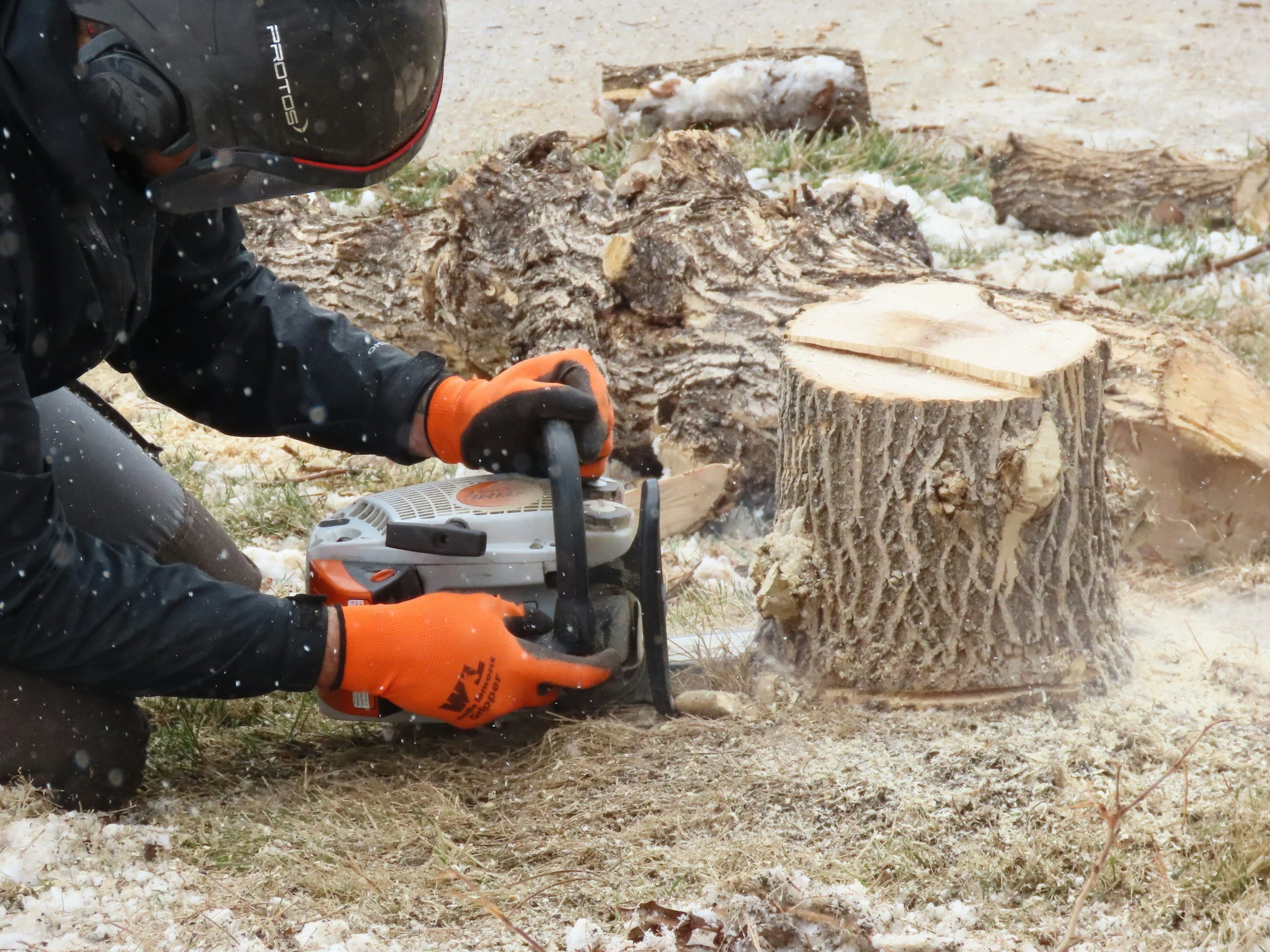 A person wearing black outdoor clothing and orange gloves using a chainsaw to cut a large tree trunk outdoors. Snow and wood chips are visible around the scene.
