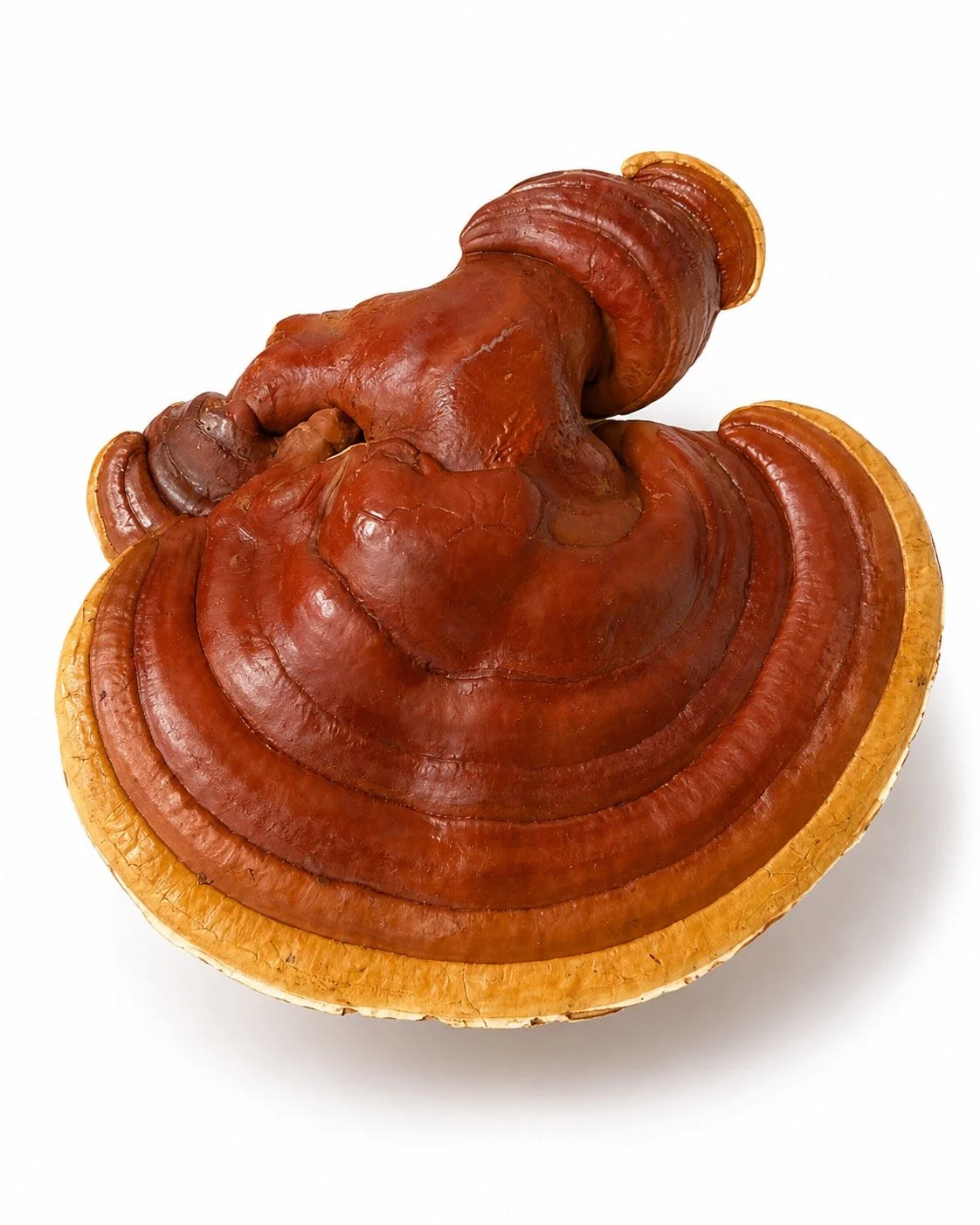 Whole Dried Reishi Mushroom