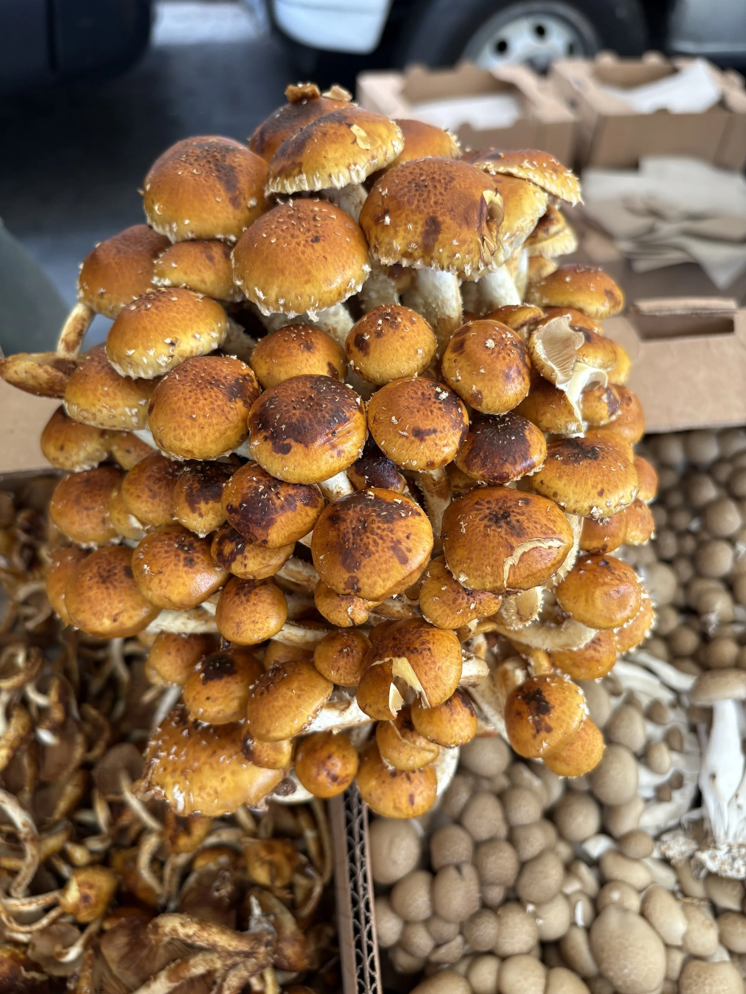 Cluster of brown mushrooms growing on a vegetable stand, with other produce around them.