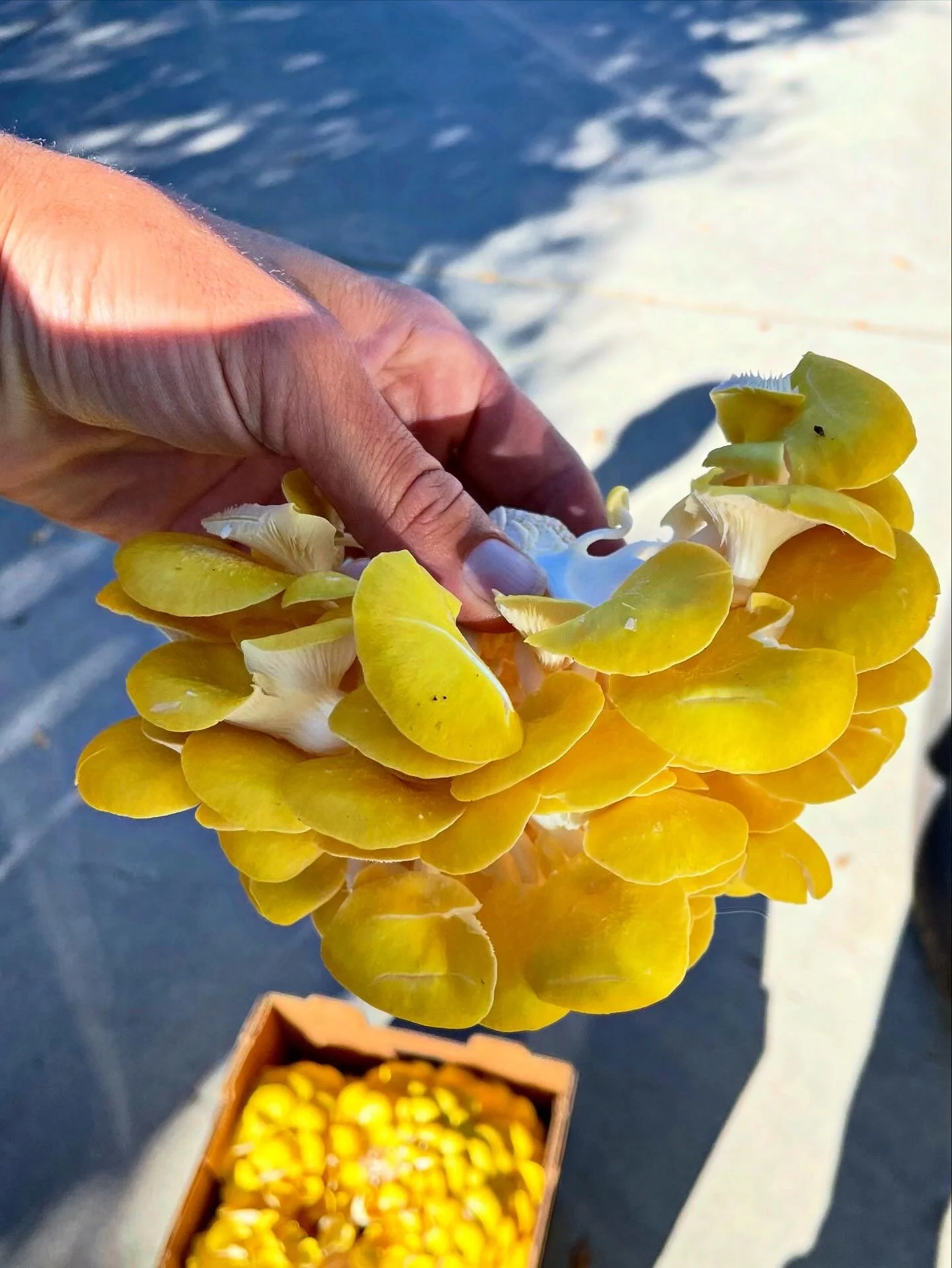 A hand holding a cluster of yellow oyster mushrooms over a blurred background of a container filled with more yellow mushrooms, and a blue surface underneath.