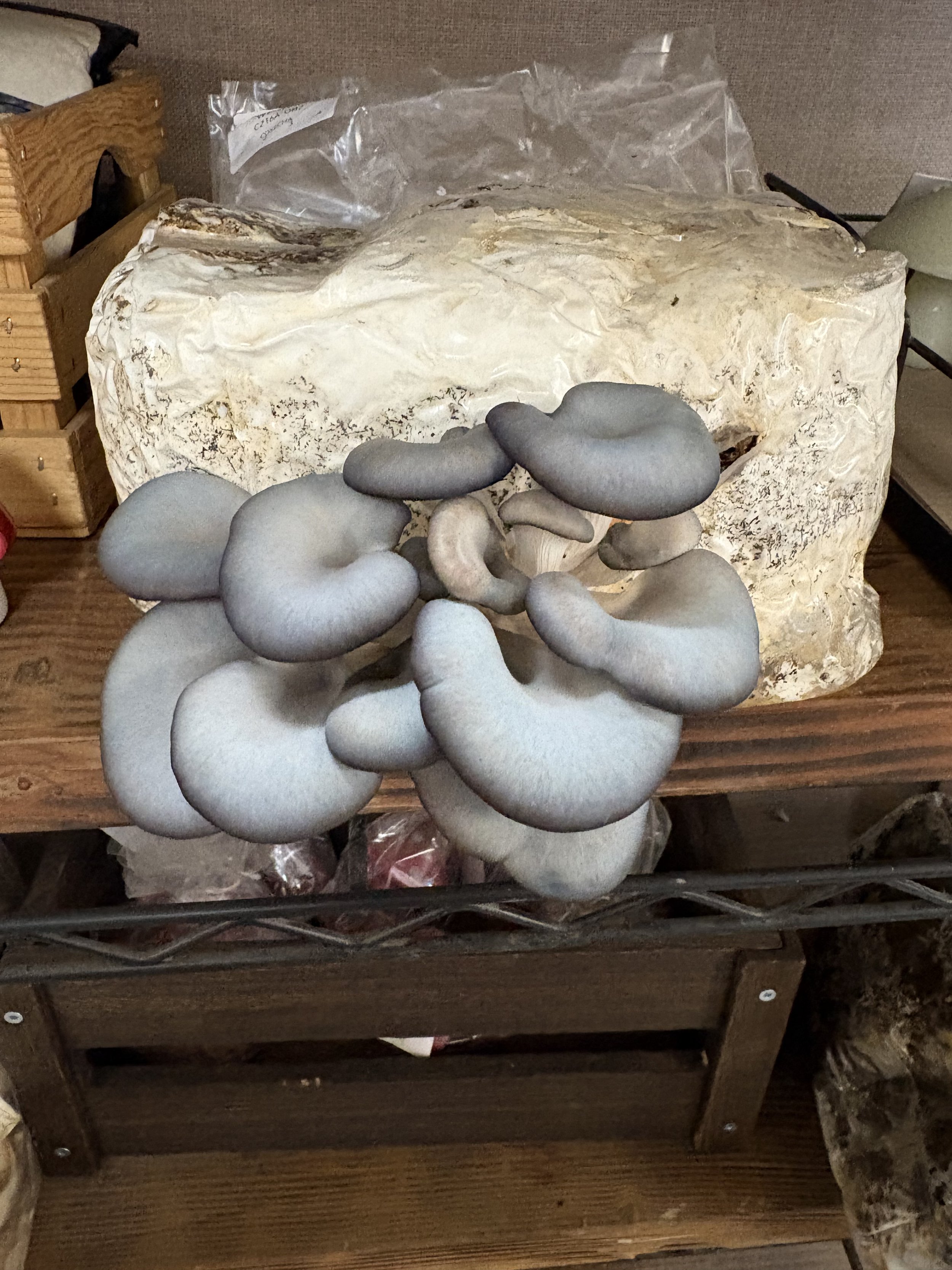 Group of gray oyster mushrooms growing in a cluster on a wooden surface.
