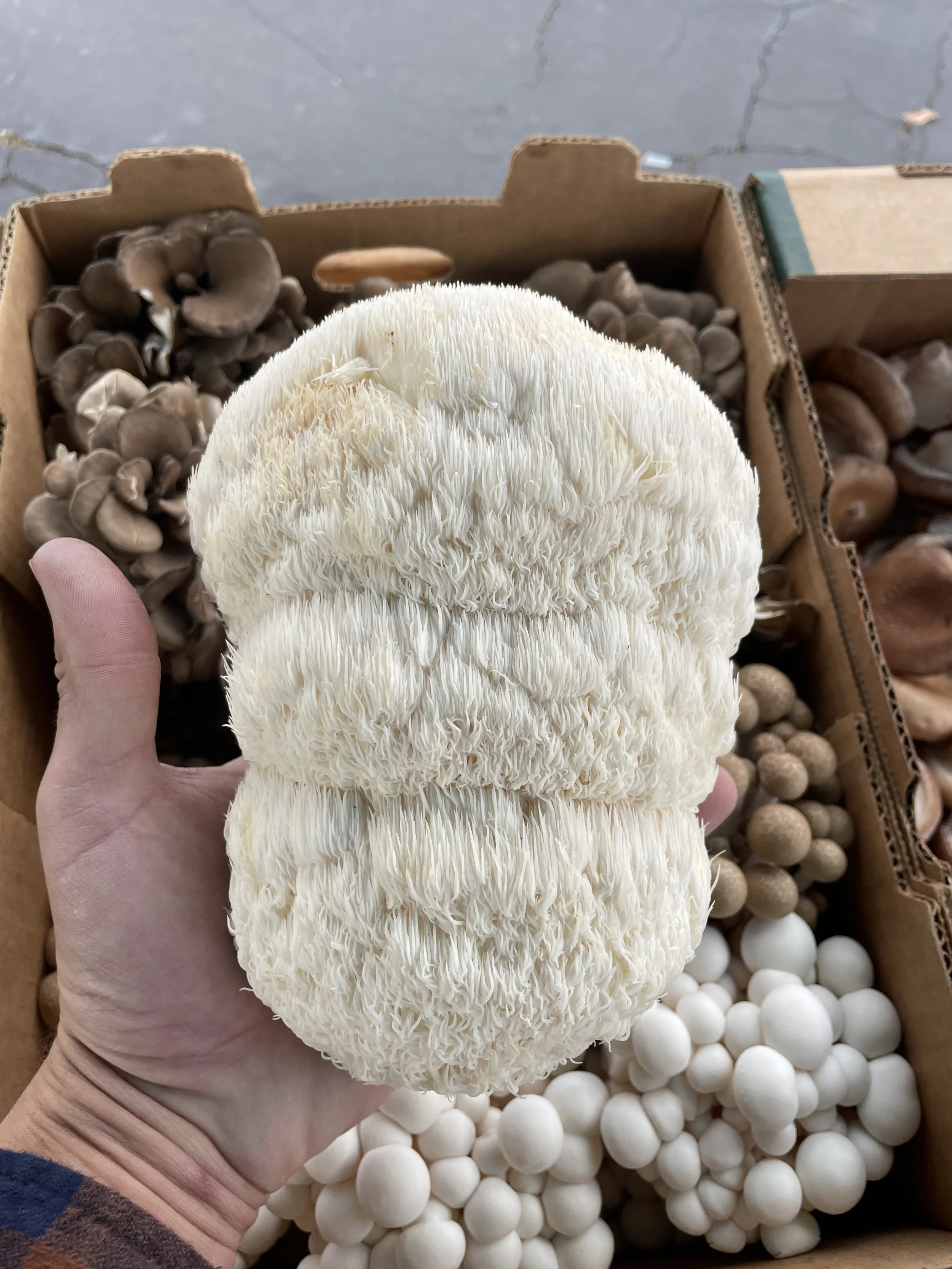 A person holding a large, white, fluffy mushroom. In the background, a cardboard box filled with smaller, brown mushrooms and a container of white spherical objects.