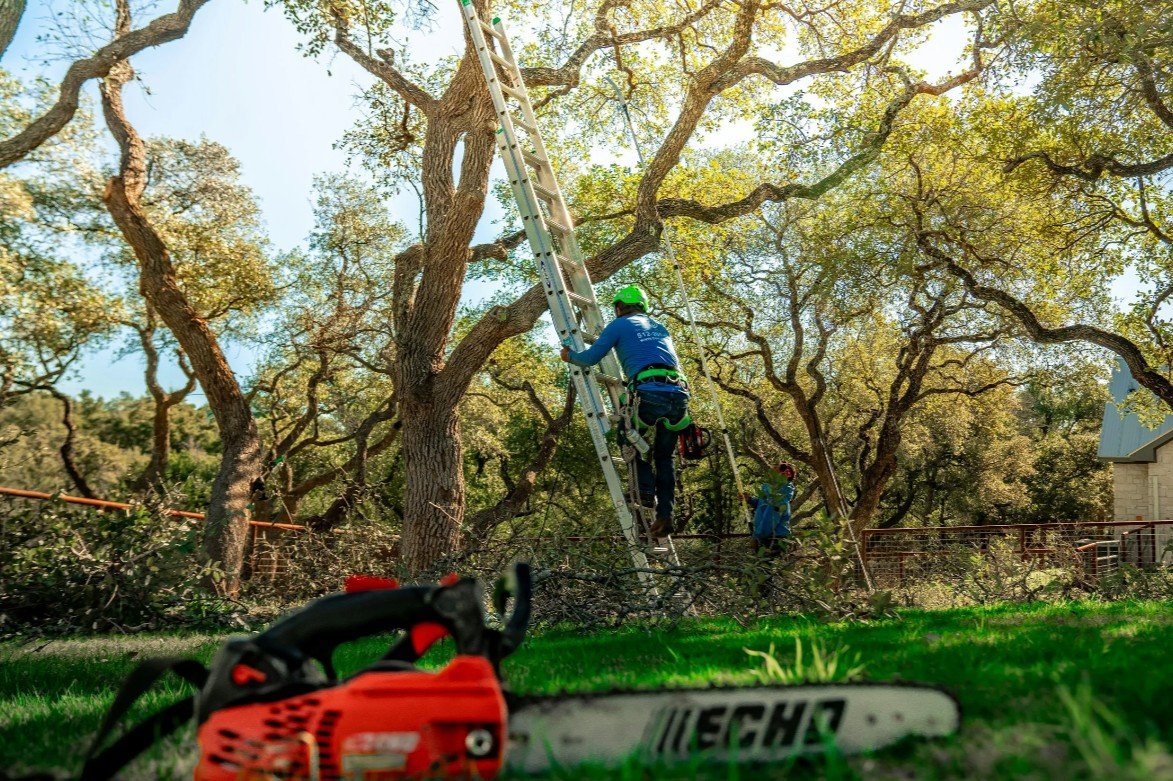 A person in safety gear, including a green helmet, climbing a ladder against a large tree in a backyard. There is a chainsaw and other tools on the ground nearby.