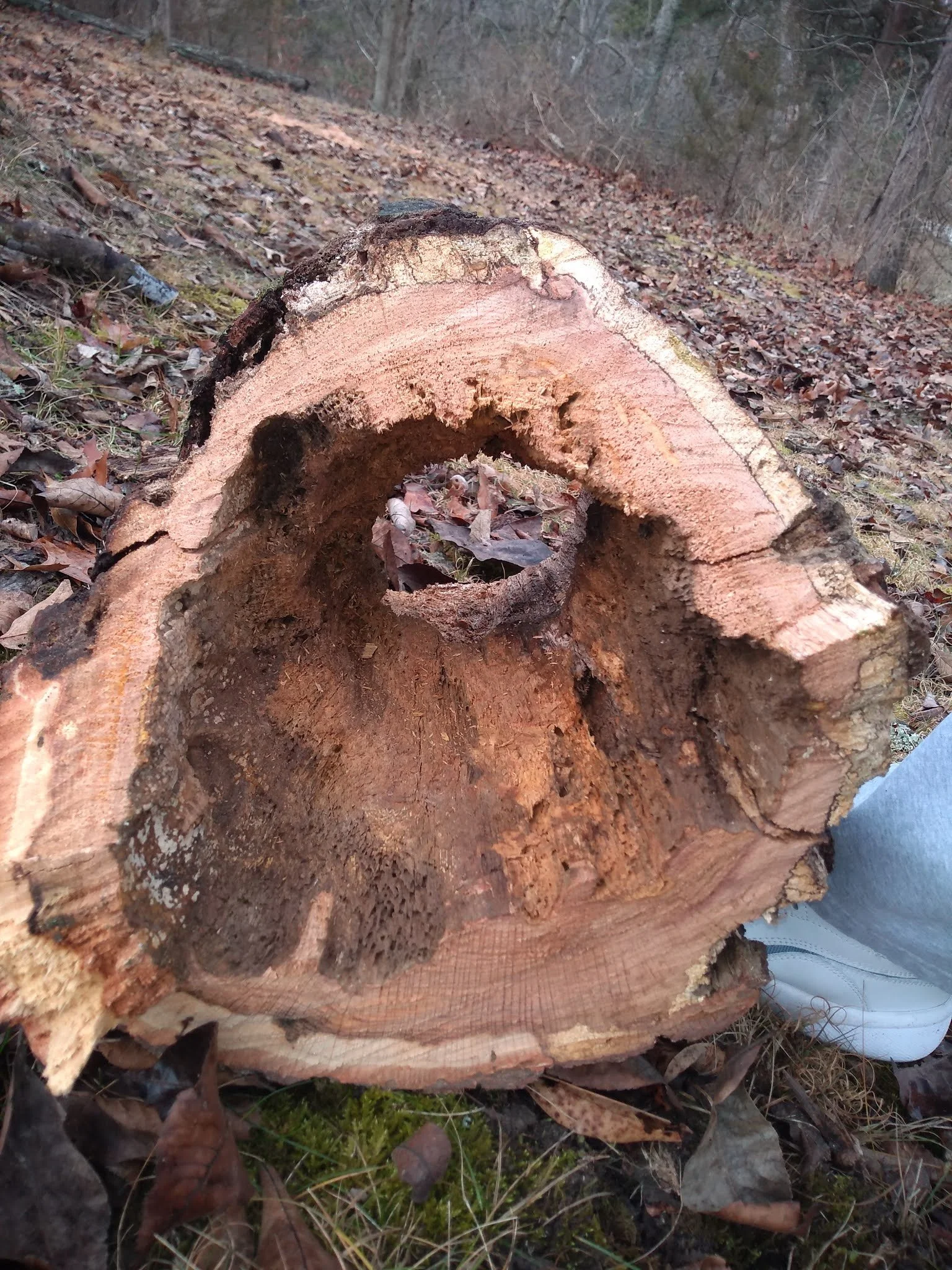 Close-up of a hollow, cut log lying on the ground in a forest, with fallen leaves and twigs surrounding it.