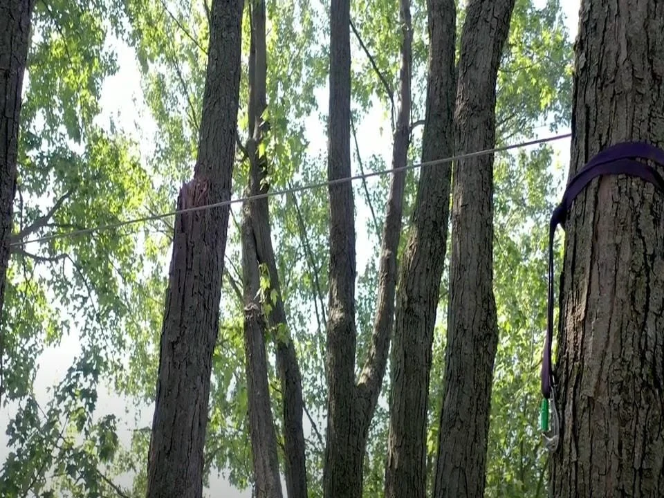 Several tall trees with green leaves and a thin wire or rope stretched horizontally among them, with some purple and green straps attached to the trees.