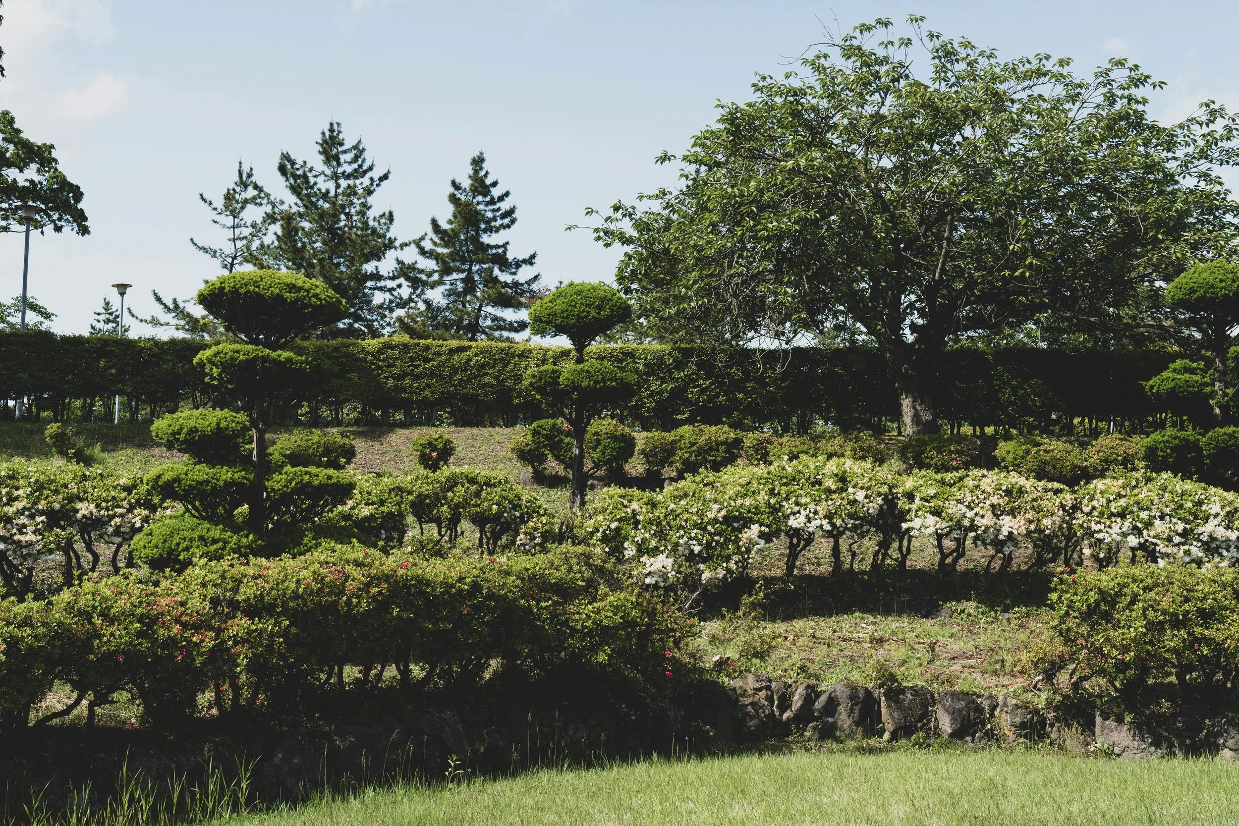 A landscaped garden with tiered rows of trimmed bushes and trees, including flowering bushes and taller trees in the background, under a partly cloudy sky.
