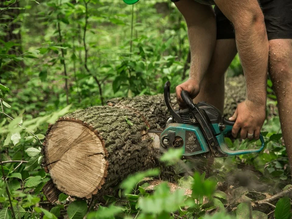 Person using a chainsaw to cut a fallen tree in a green forest.