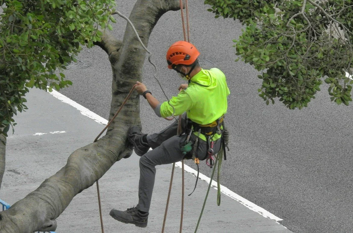 Tree climber wearing a safety helmet and harness working on a tree branch beside a road.