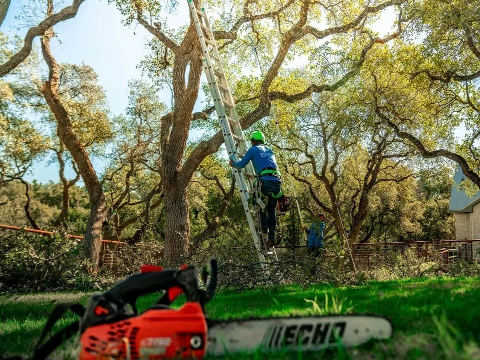 A worker wearing a green helmet and safety gear climbing a tall ladder against a large tree, with other workers in the background, in a yard with grass and houses.