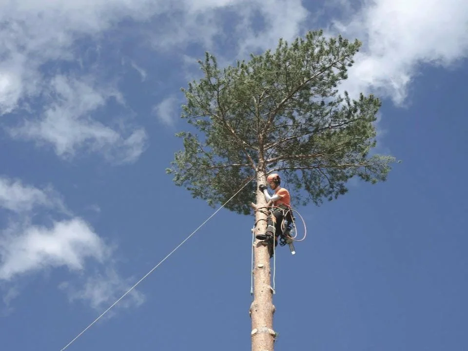 A person climbing a tall pine tree using safety gear and ropes.