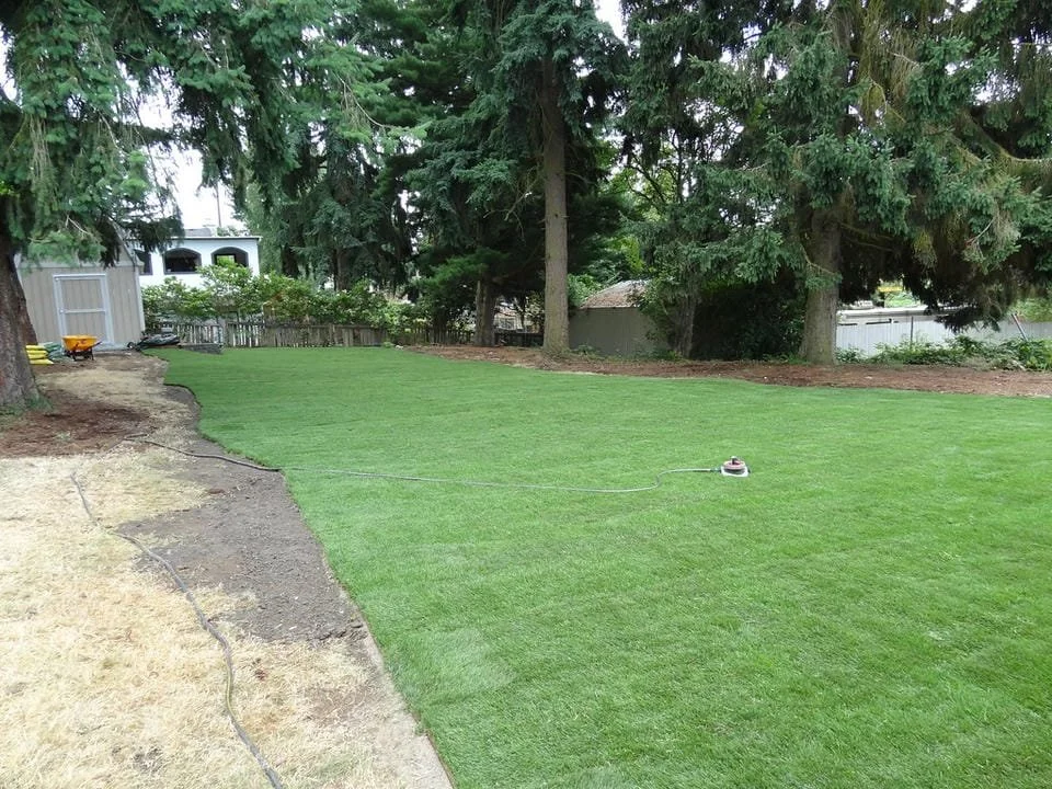 Lawn being newly sod for a backyard yard, with a string of a weed whacker or trimmer connected to it, and some trees in the background.
