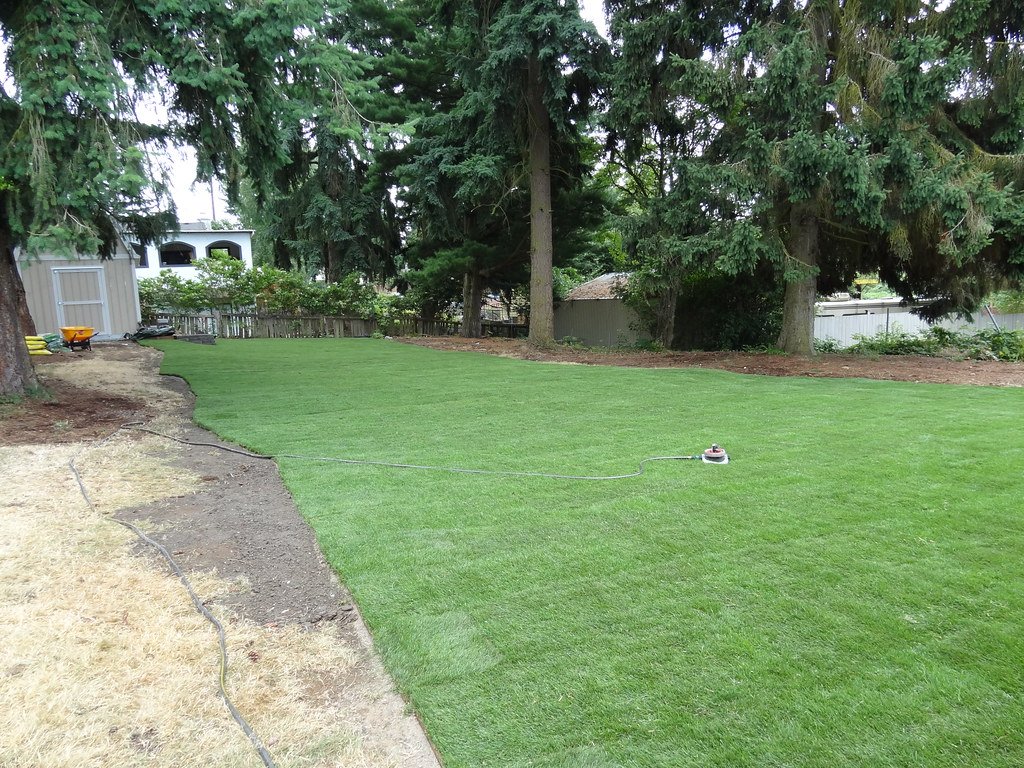Backyard with a lush green lawn, large trees, and a power tool on the grass, likely used for lawn care or maintenance.