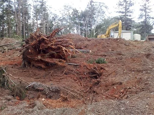 Upside-down uprooted tree on a construction site with a yellow excavator in the background.