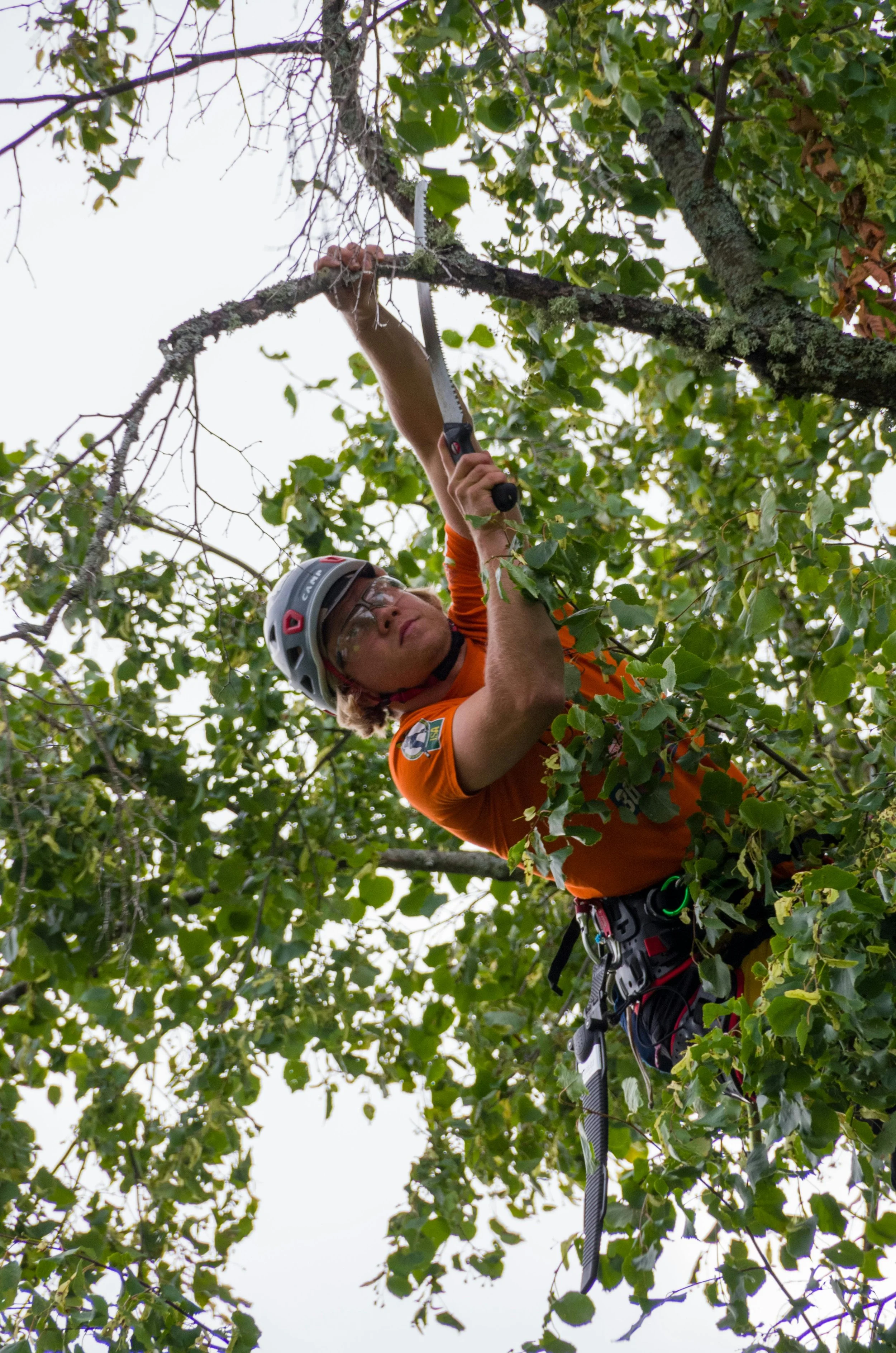 A person wearing safety gear, including a helmet and harness, trimming branches of a tree with pruning shears.
