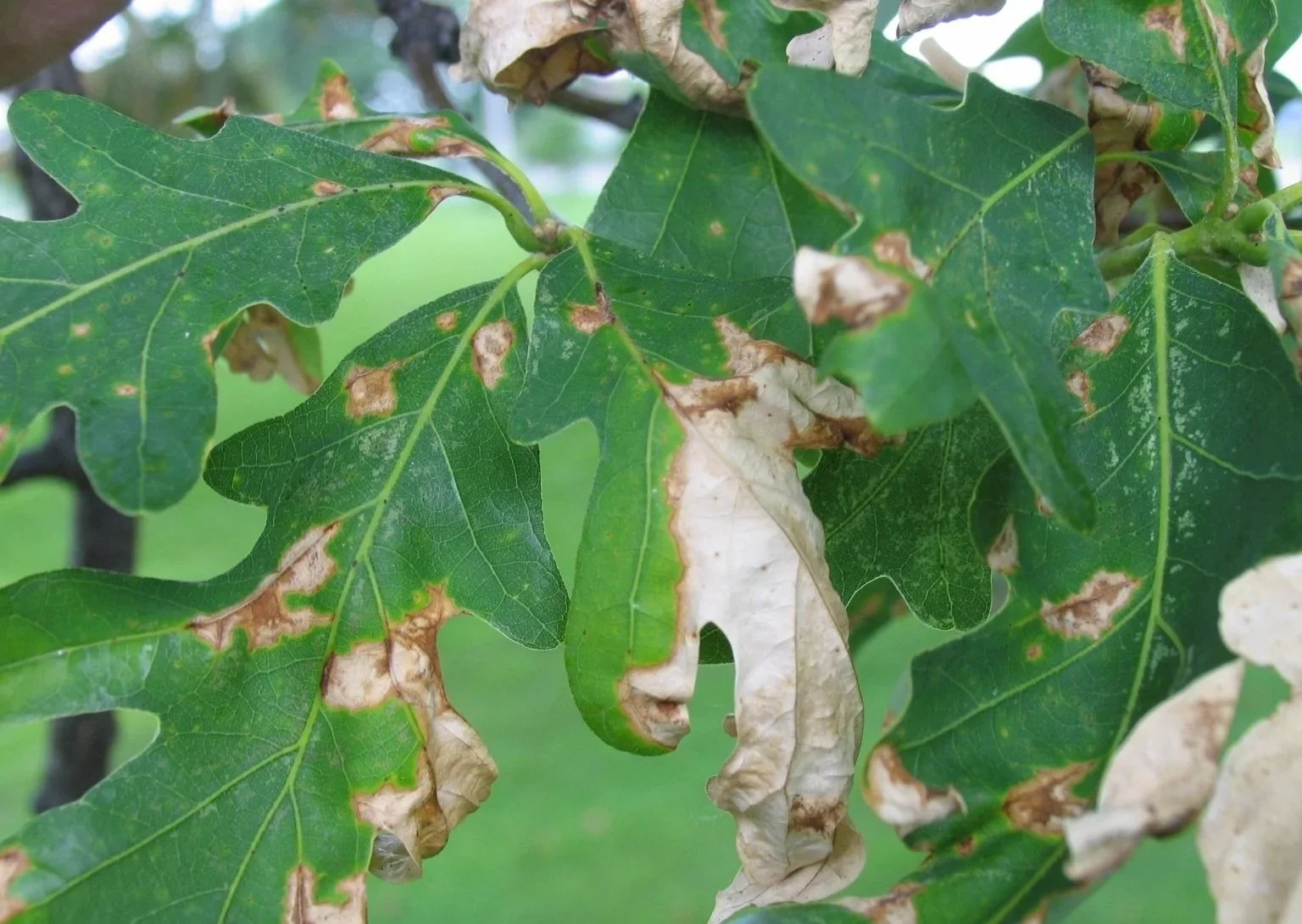 Close-up of green oak leaves with some brown, withered, and damaged sections.
