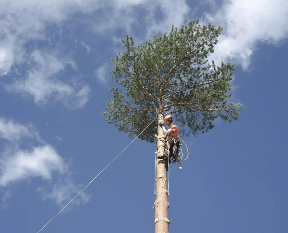 A person wearing safety gear and a helmet climbing a tall pine tree against a blue sky with white clouds.