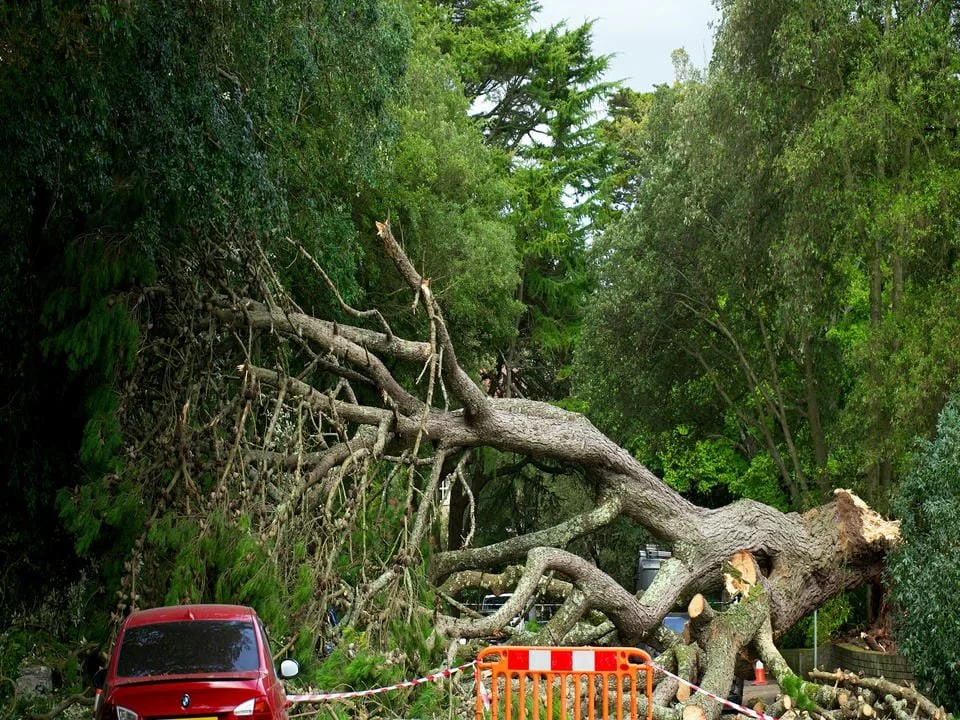 A large tree has fallen across a road, blocking it. The tree is horizontally across the path, with broken branches and debris scattered. A red car is parked nearby, and orange safety barriers are set up around the fallen tree.