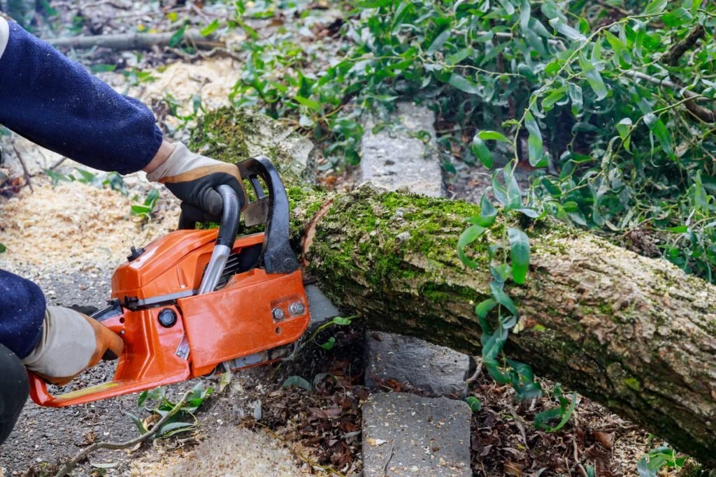 A person cutting a fallen tree with an orange chainsaw in a wooded area.
