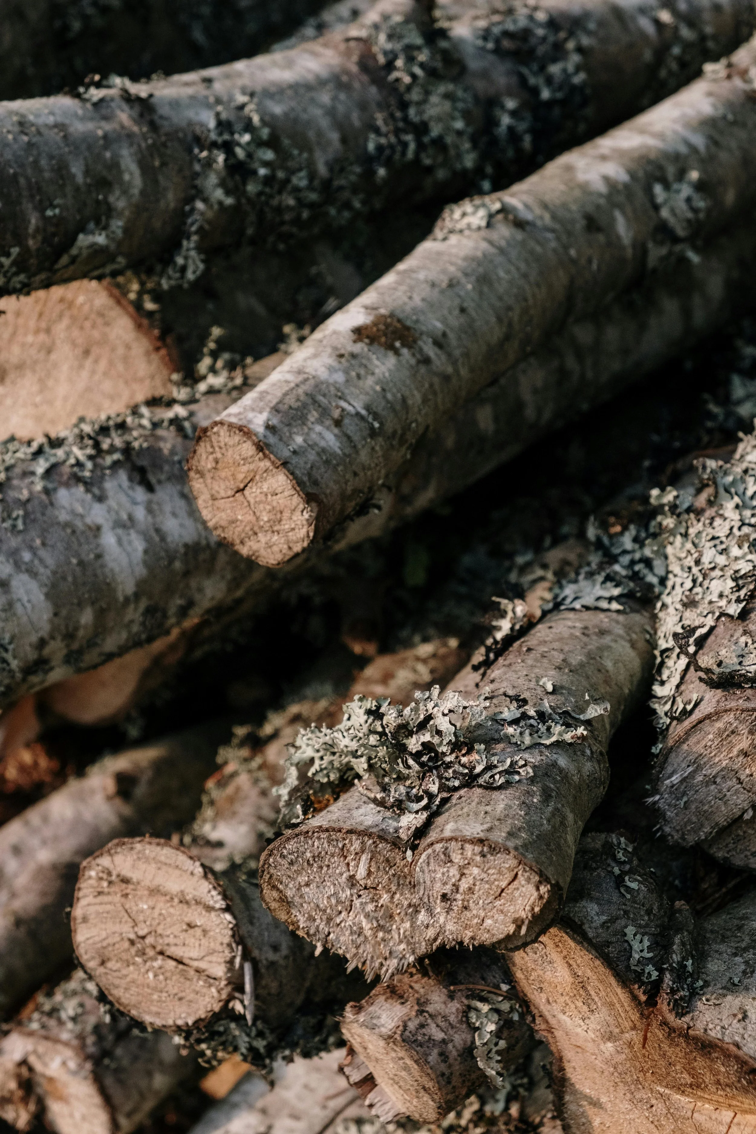 Close-up of stacked wood logs with moss and lichen growths on them.