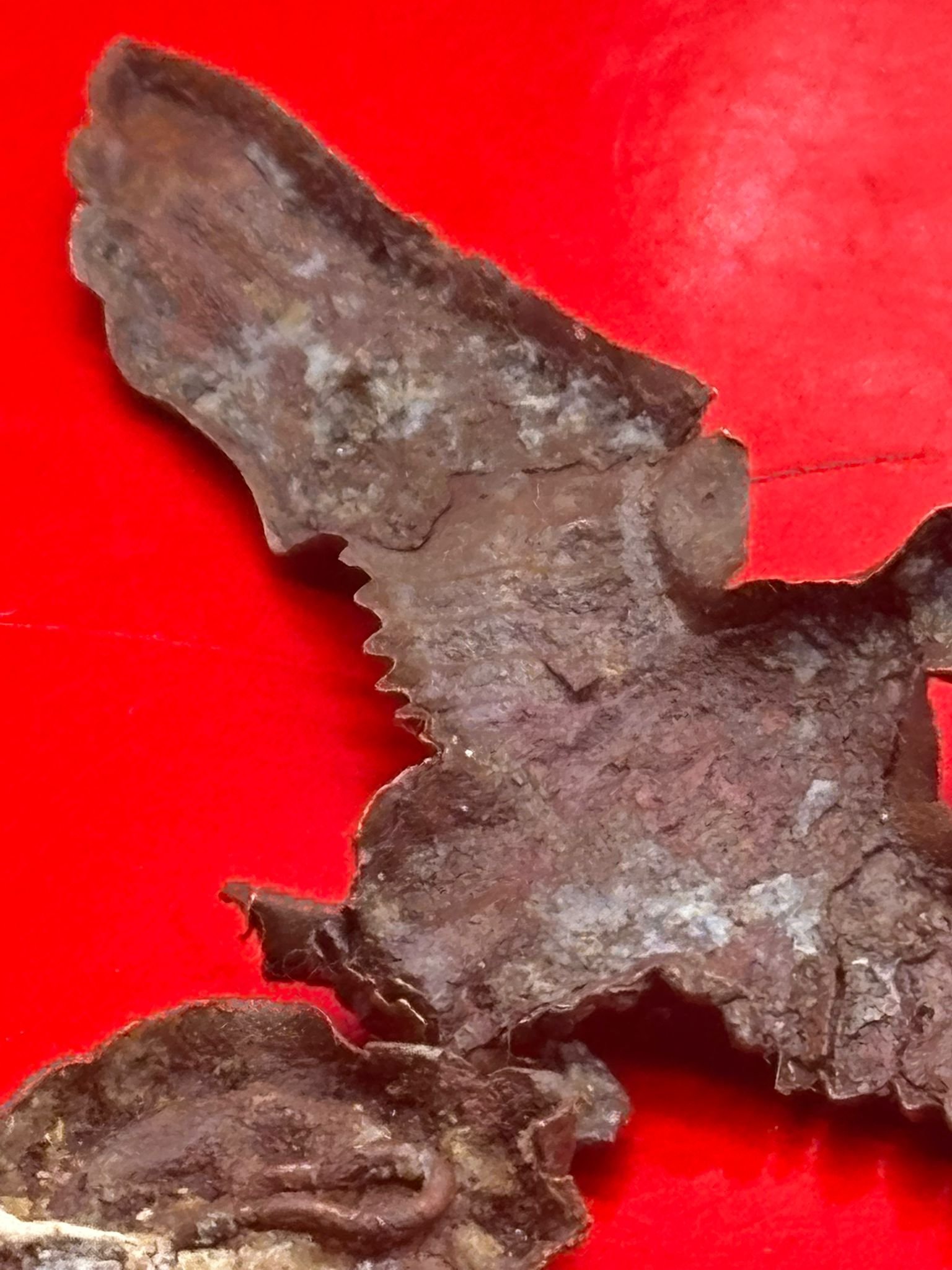 WhatsApp Image 2025-11-20 at 19.06.29 (4).jpeg