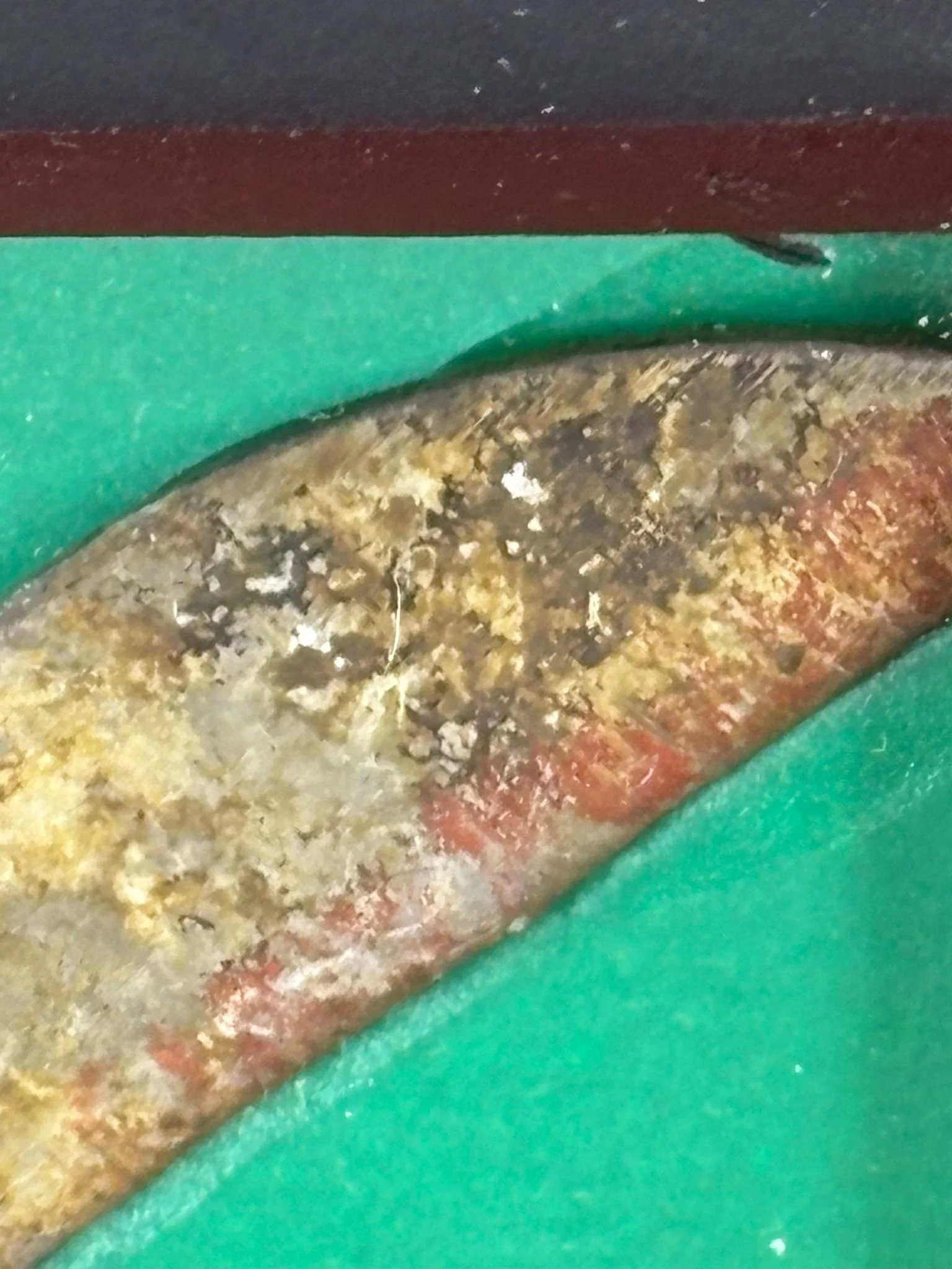 WhatsApp Image 2026-03-11 at 13.02.03 (4).jpeg