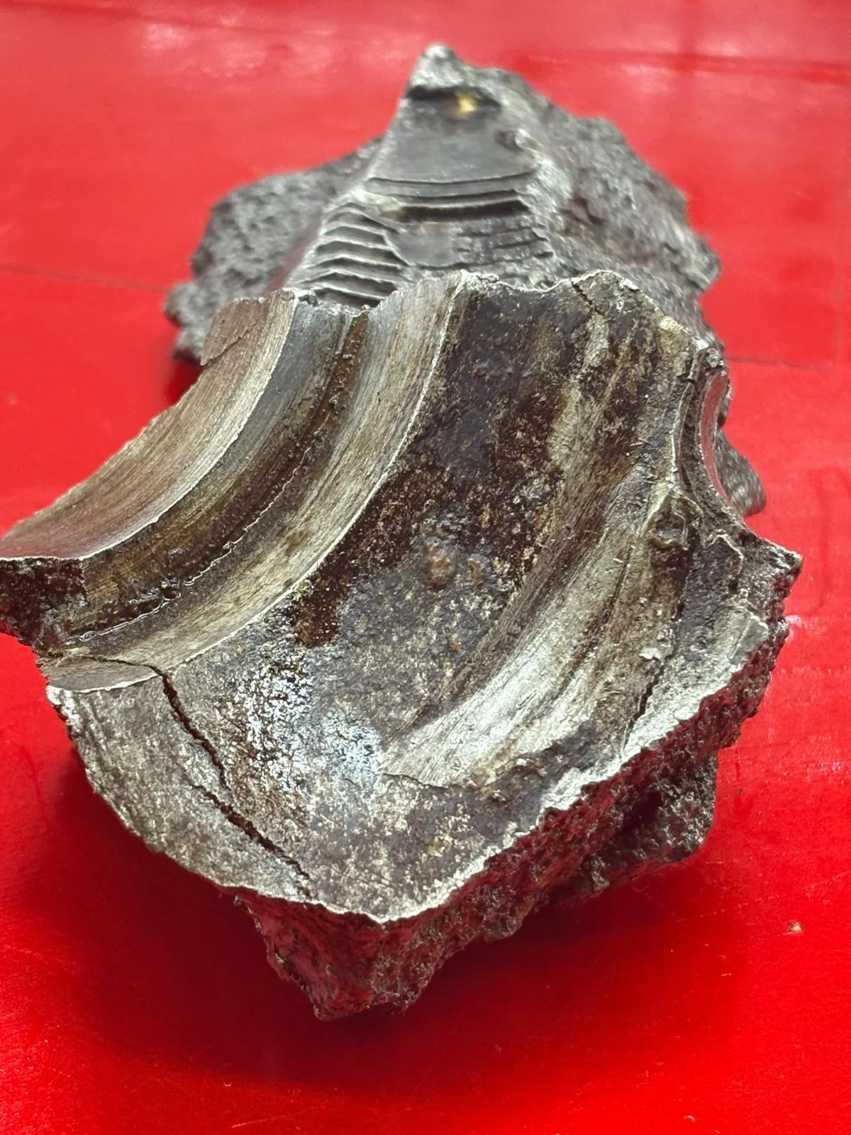 WhatsApp Image 2025-12-09 at 14.14.08 (6).jpeg