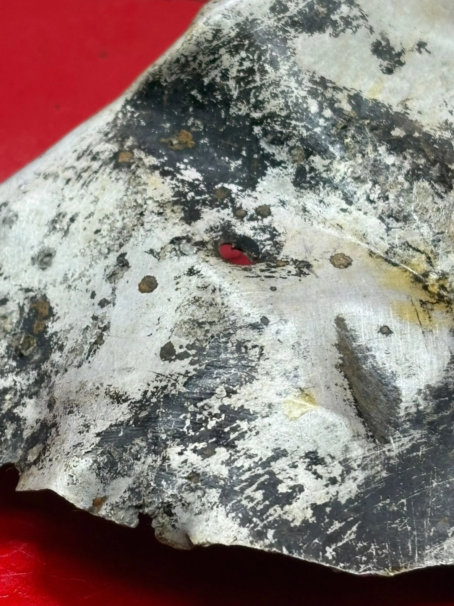 WhatsApp Image 2026-02-10 at 12.05.47 (4).jpeg