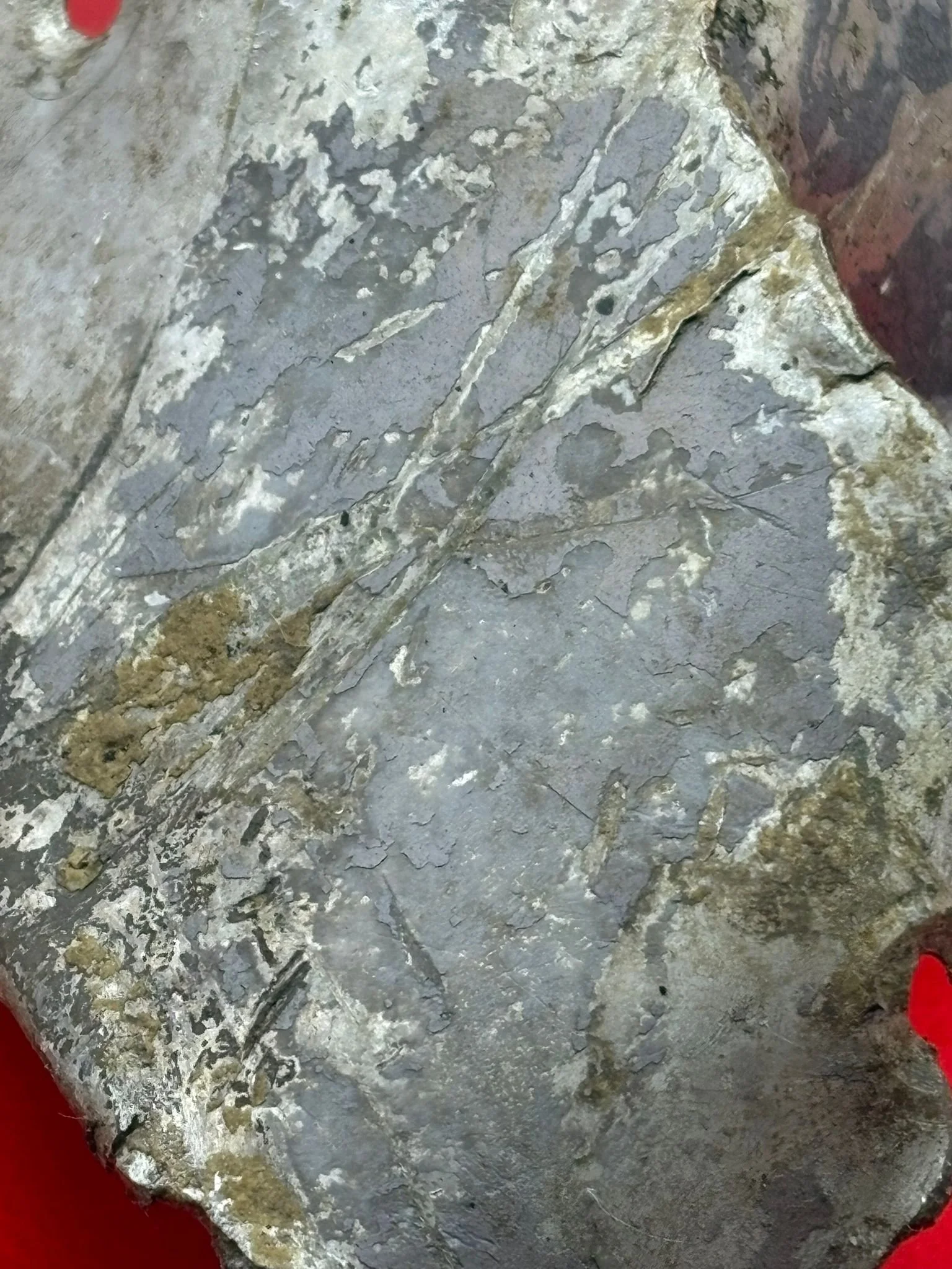 WhatsApp Image 2026-02-10 at 11.58.39 (4).jpeg