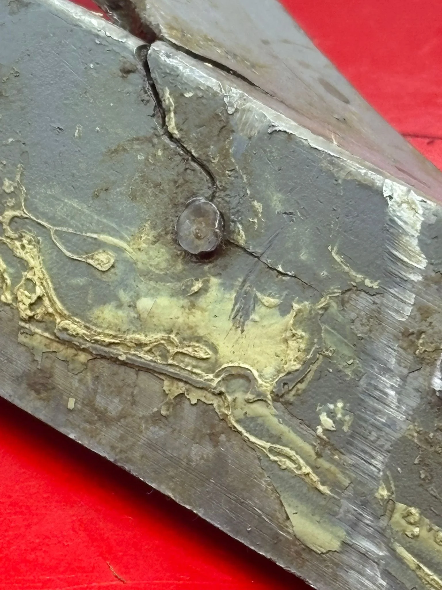 WhatsApp Image 2025-12-09 at 14.05.43.jpeg